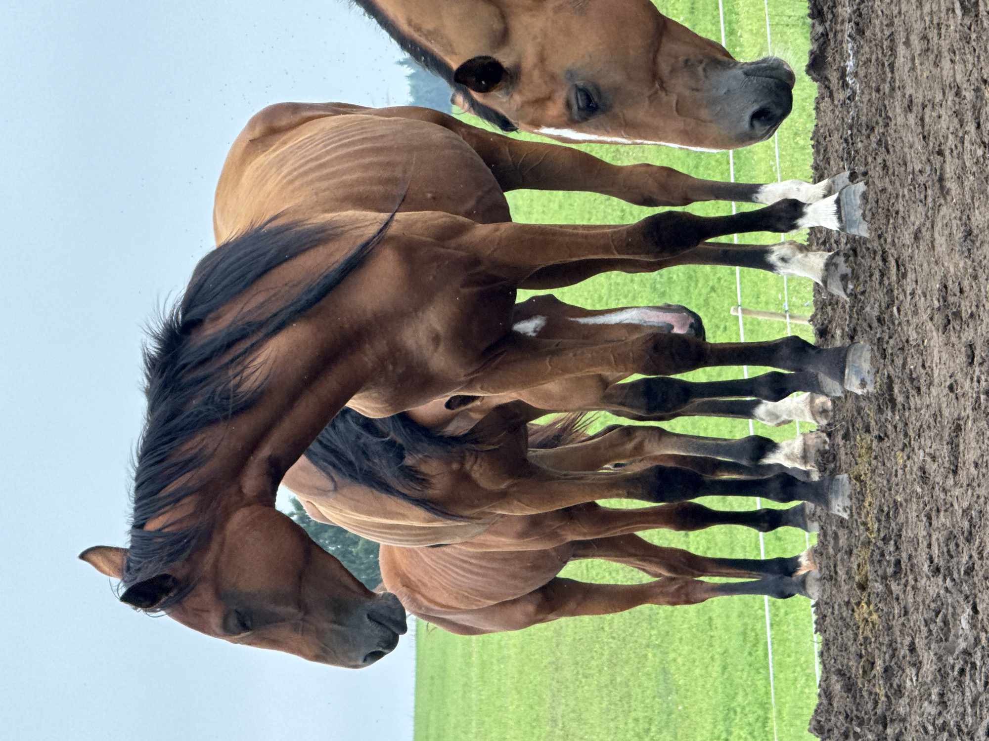 A group of three bay horses stand in a muddy enclosure, with a green field and a treeline in the background under a cloudy sky. The horse in the foreground is looking down, its head lowered. The horse to its left is also looking down, and the horse to the right is mostly out of frame, with only its head and neck visible. All three horses appear to be in good health, though the horse in the center has a visible ribcage. The ground is covered in mud and some straw. There is a white fence in the background. The image is taken from a low angle, looking up at the horses.