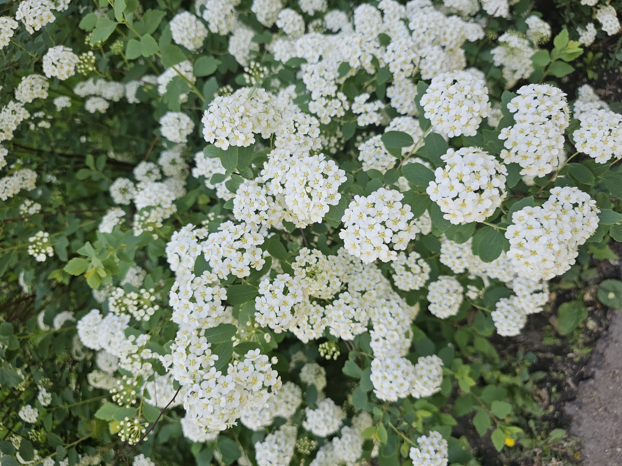 The image shows a close-up view of a flowering shrub, likely a Spiraea bush, densely covered in clusters of small white flowers with yellow centers. Green leaves are visible among the flowers. The background is a mix of green foliage and a section of pavement, suggesting an urban environment. The location is Moscow, Russia.