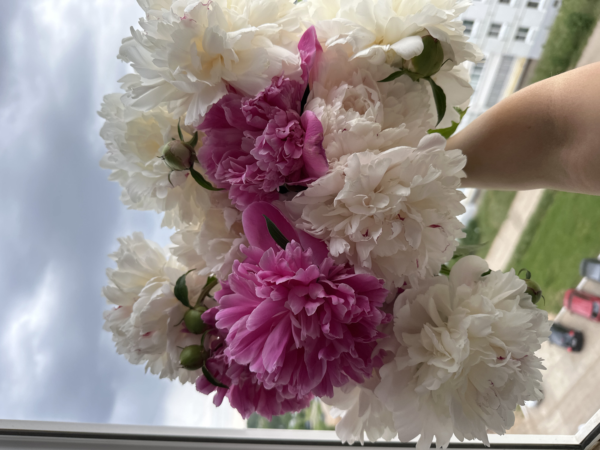 A vibrant bouquet of peonies, primarily white with several striking fuchsia or magenta blooms, is held by an arm in this close-up, rotated image. The flowers are lush and full, with numerous ruffled petals; some green flower buds are also visible among the open blossoms. The arm, with a fair skin tone, is seen extending from the right side of the frame, holding the bouquet upwards.
The image is captured through a window, with a white window frame visible along the bottom edge (which would be the left side if the image were unrotated). The background, seen through the window, reveals an outdoor scene. To the left (upwards in an unrotated view) is a bright, overcast sky filled with soft, diffused clouds, indicating daytime on a cloudy day. To the right (downwards in an unrotated view), beyond the flowers, part of a large, multi-story residential building with numerous windows can be seen. Below the building, there is a strip of green grass or foliage, and a paved area where a red vehicle and other dark cars are parked.
The activity depicted is a person holding and presenting the bouquet of peonies, possibly admiring them or posing with them against the natural backdrop. The overall mood is fresh and natural, highlighting the beauty of the flowers. There is no visible text in the image. The location, Chaikovsky, Russia, aligns with the typical urban residential setting visible in the background.