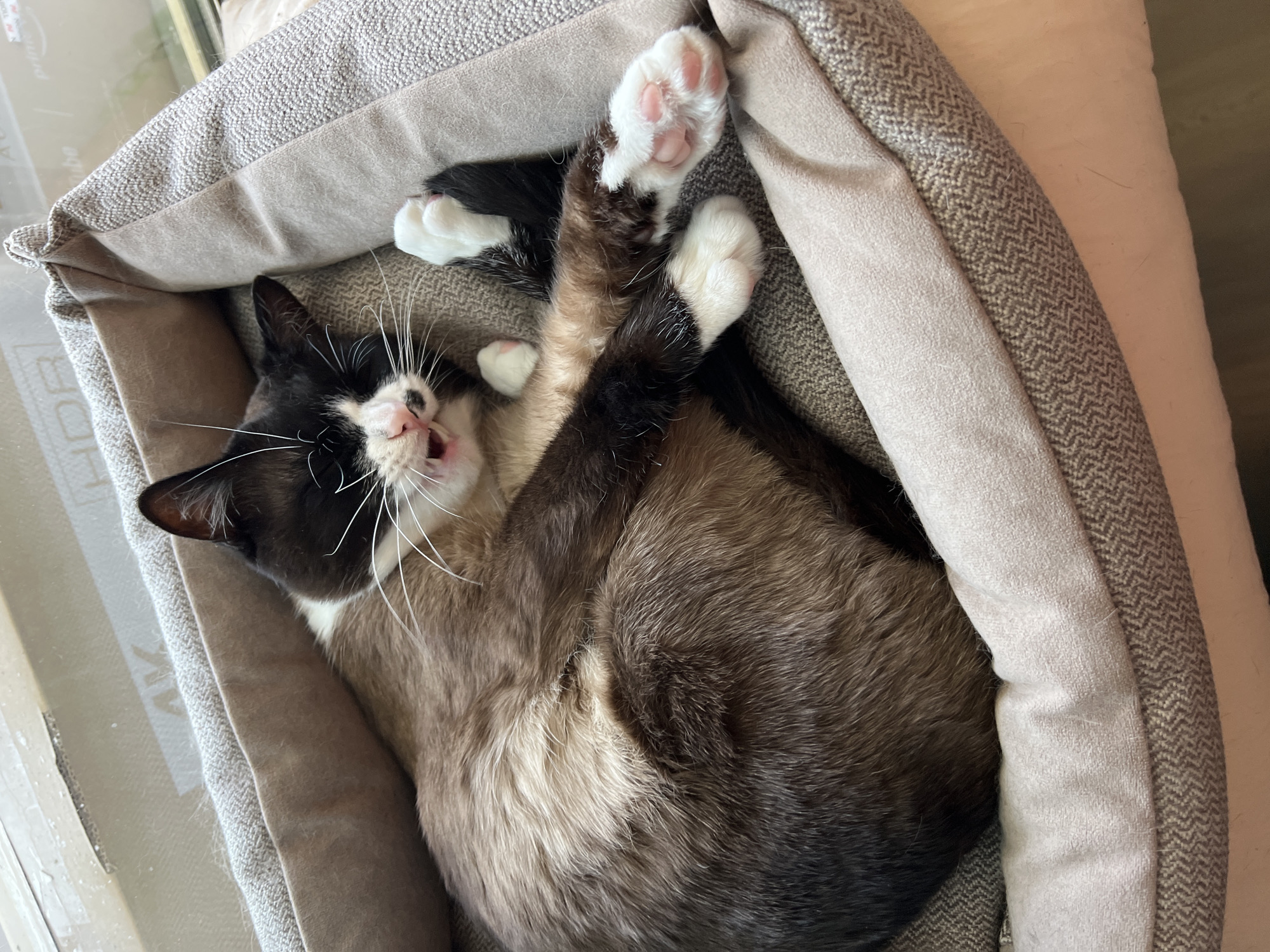 A cat is lying in a grey pet bed. The cat is black and brown with white paws. The cat's mouth is open.
The location is not discernible from this picture.