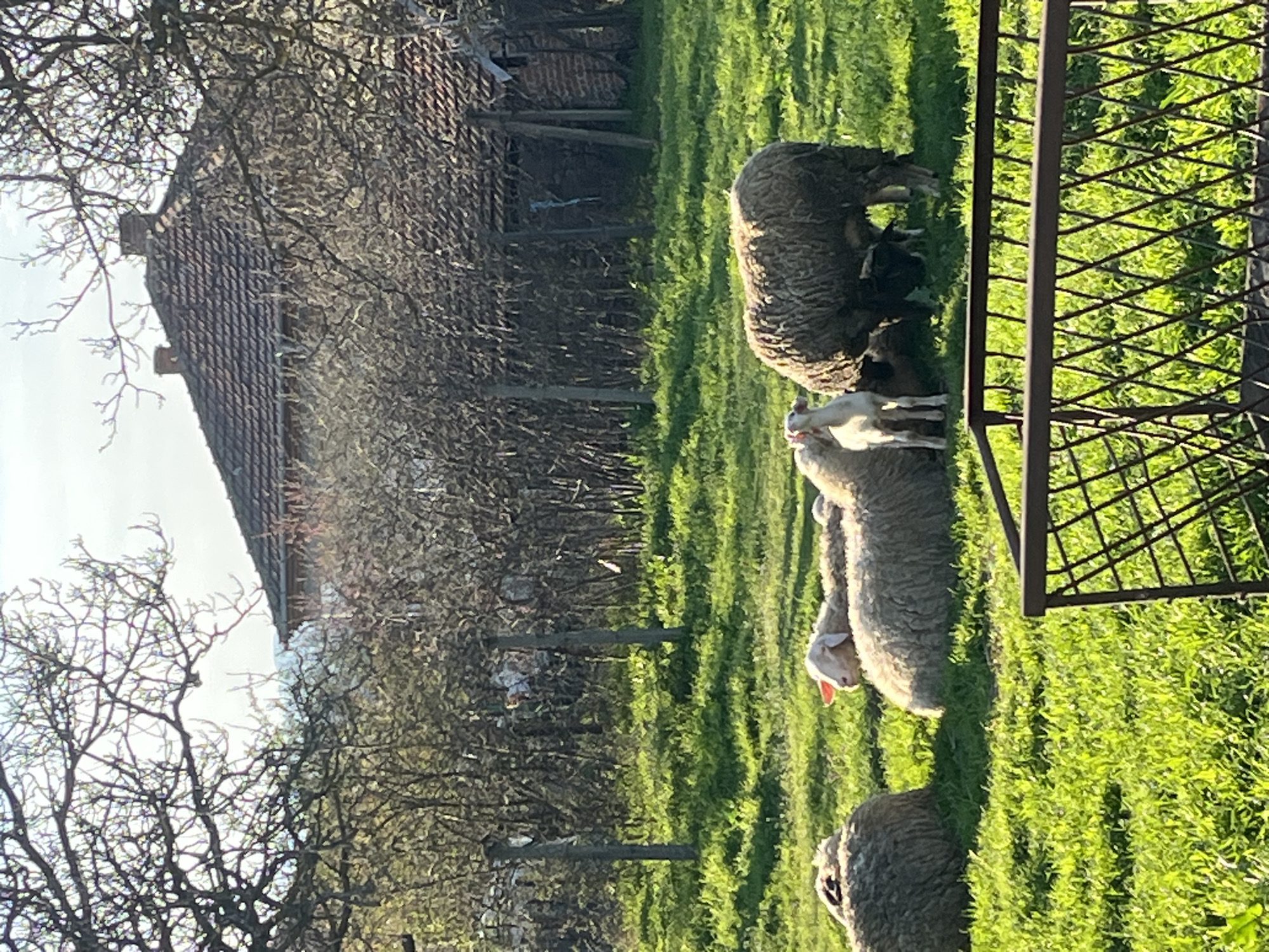 The scene depicts a rural landscape in Lozarevo, Bulgaria, featuring a group of sheep grazing in a grassy field. In the background, an old, possibly abandoned building with a tiled roof is partially obscured by bare trees. A metal fence stands to the right, partially framing the sheep. The sheep include adults and lambs, with varying coat colors from light grey to dark brown. The light suggests it is either early morning or late afternoon.