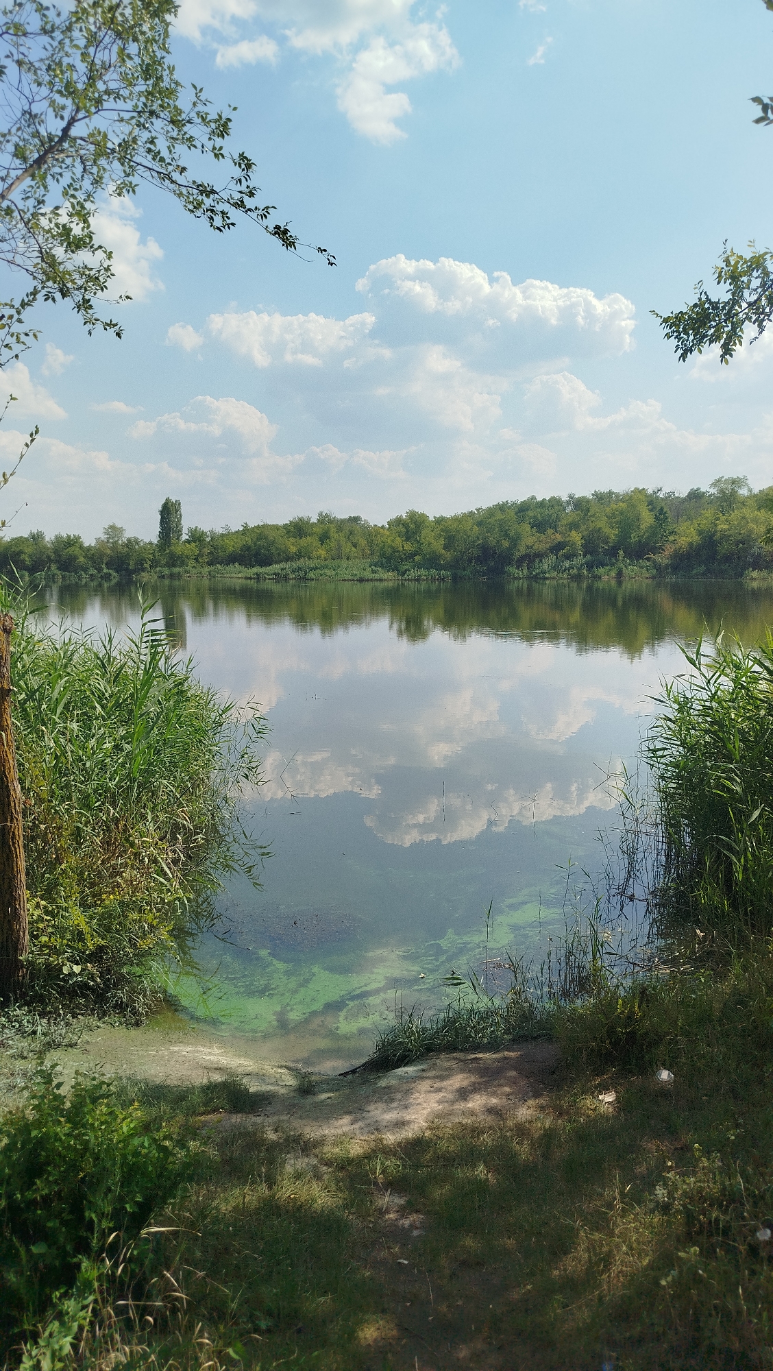 The image depicts a calm body of water, likely a lake or river, surrounded by lush green vegetation. The water surface reflects the cloudy blue sky and the dense line of trees that form the opposite bank. In the foreground, tall reeds and grasses grow along the water's edge, with a small patch of sandy ground visible. The water itself has a slightly murky appearance, with some areas of green algae or plant growth visible near the bank. The overall scene suggests a natural, serene environment within the city of Oleksandrivka, Ukraine, on a clear, partly cloudy day. There are no people or animals visible in the image.