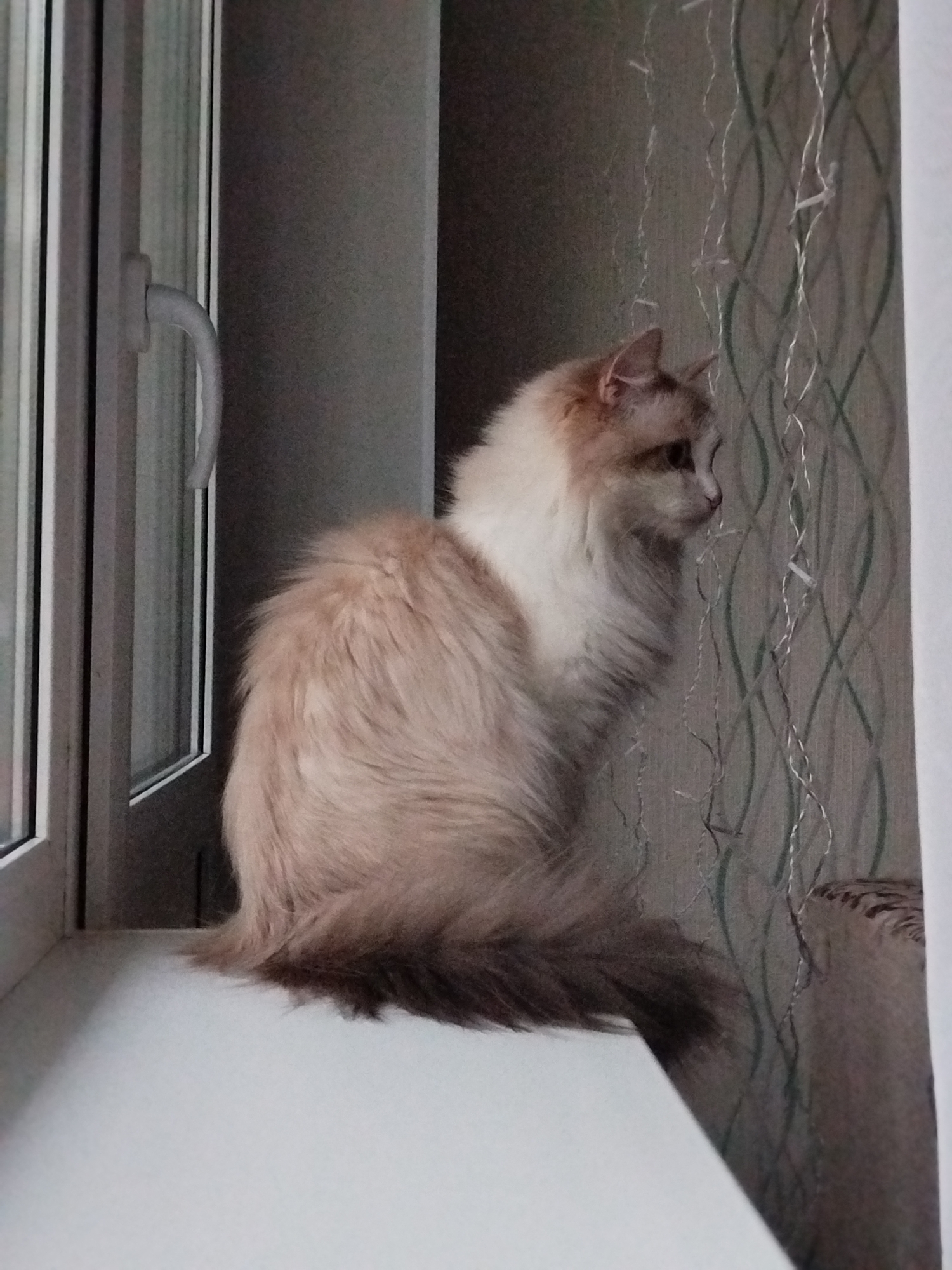 A fluffy, cream-colored cat with a slightly darker tail sits on a white windowsill, looking to the right. A white window frame with a handle is to the left of the cat. The wall behind the cat has a textured wallpaper with silver string lights draped on it. The location is inside a building, likely a home or apartment.