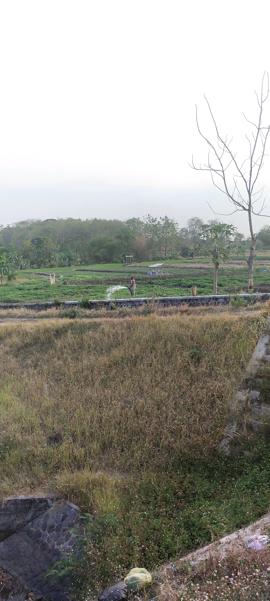 A wide shot captures a rural landscape with a farmer irrigating crops in Desa Sobokerto, Indonesia. The farmer, wearing a red shirt and dark pants, stands in a field of green vegetables, holding a hose that sprays water. A low stone wall borders the irrigated field, separating it from a dry, overgrown area in the foreground. Beyond the fields, a dense line of trees forms the horizon, with some smaller structures, possibly shelters, visible within the agricultural land. A solitary, bare tree with intricate branches stands in the right foreground, silhouetted against a hazy sky. The ground in the foreground is covered with dry grass, weeds, and some litter, including plastic bags. The overall scene depicts agricultural activity within a natural, somewhat unkempt environment.