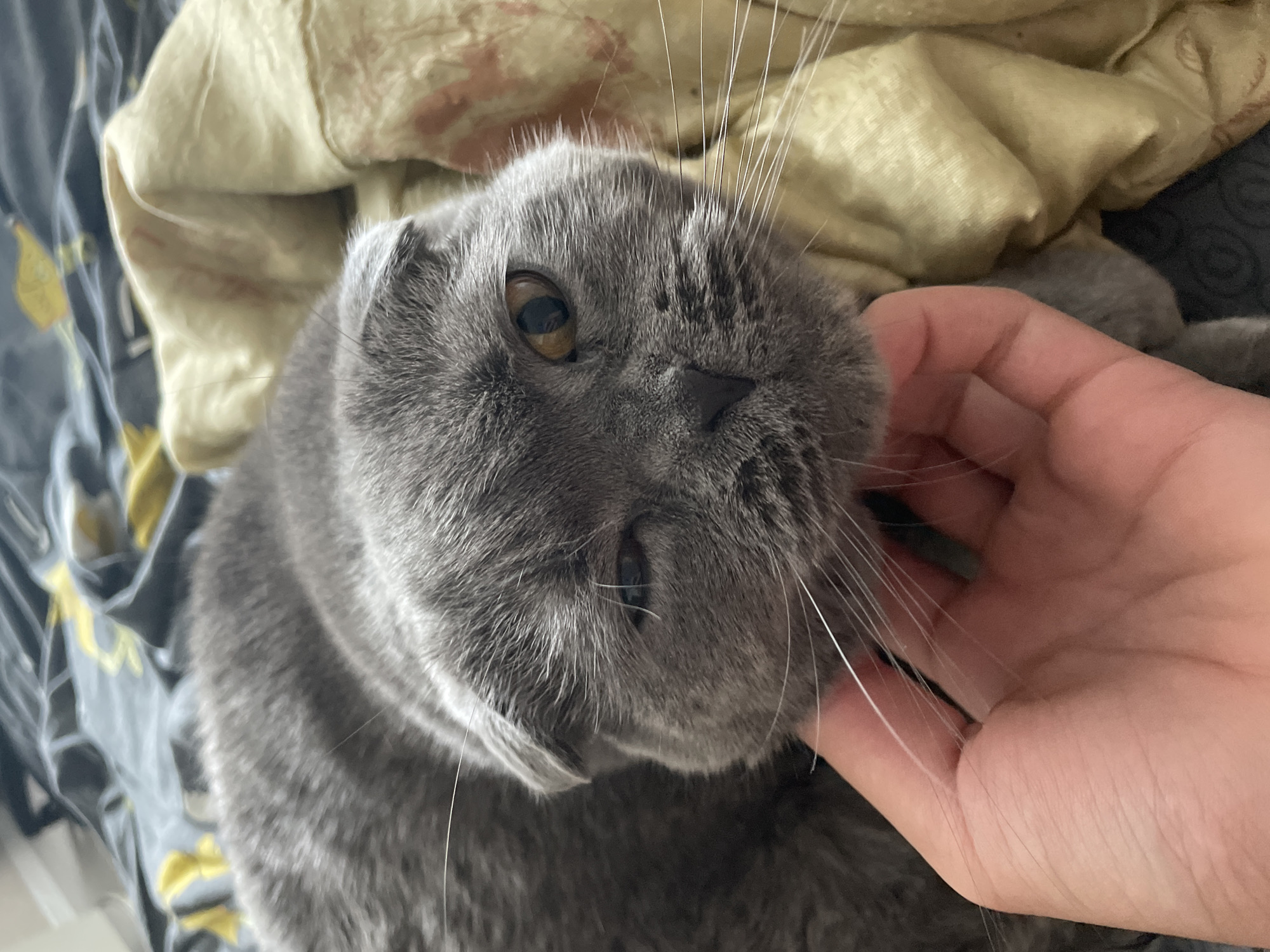 A close-up, high-angle shot shows a grey Scottish Fold cat lying on a bed, with its face near a human hand. The cat's left eye is partially closed, and its right eye is open, revealing a light brown iris. The cat's ears are folded forward. The hand is positioned below the cat's chin, gently stroking it. The background consists of patterned bedding in shades of grey and yellow, and a creased yellow blanket. The scene appears to be indoors, likely in a bedroom. No specific location in Kamyshlov, Russia, can be determined from the image.