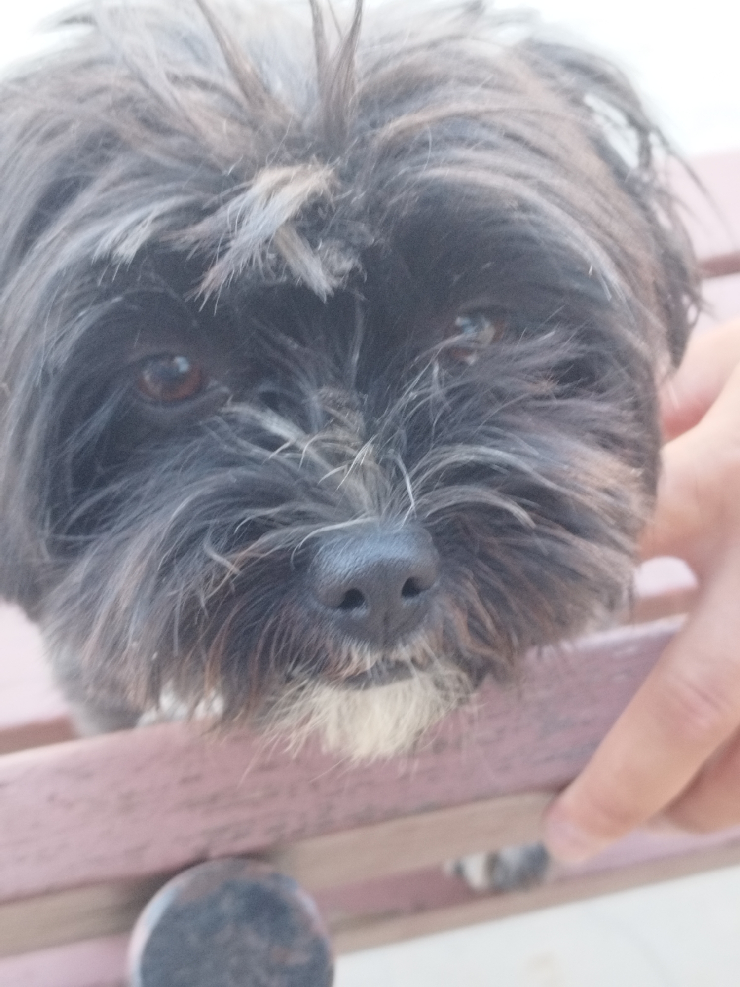 A close-up, eye-level shot captures a small, black and gray shaggy dog resting its head on a wooden bench. The dog's fur is disheveled, with strands of hair falling over its face, partially obscuring its dark eyes and black nose. A human hand, with visible fingers, is positioned on the right side of the frame, resting on the bench near the dog's head. The bench appears to be made of weathered, light-colored wood with visible slats. The background is blurred, suggesting an outdoor setting, possibly a park or a public space within Bucharest, Romania.