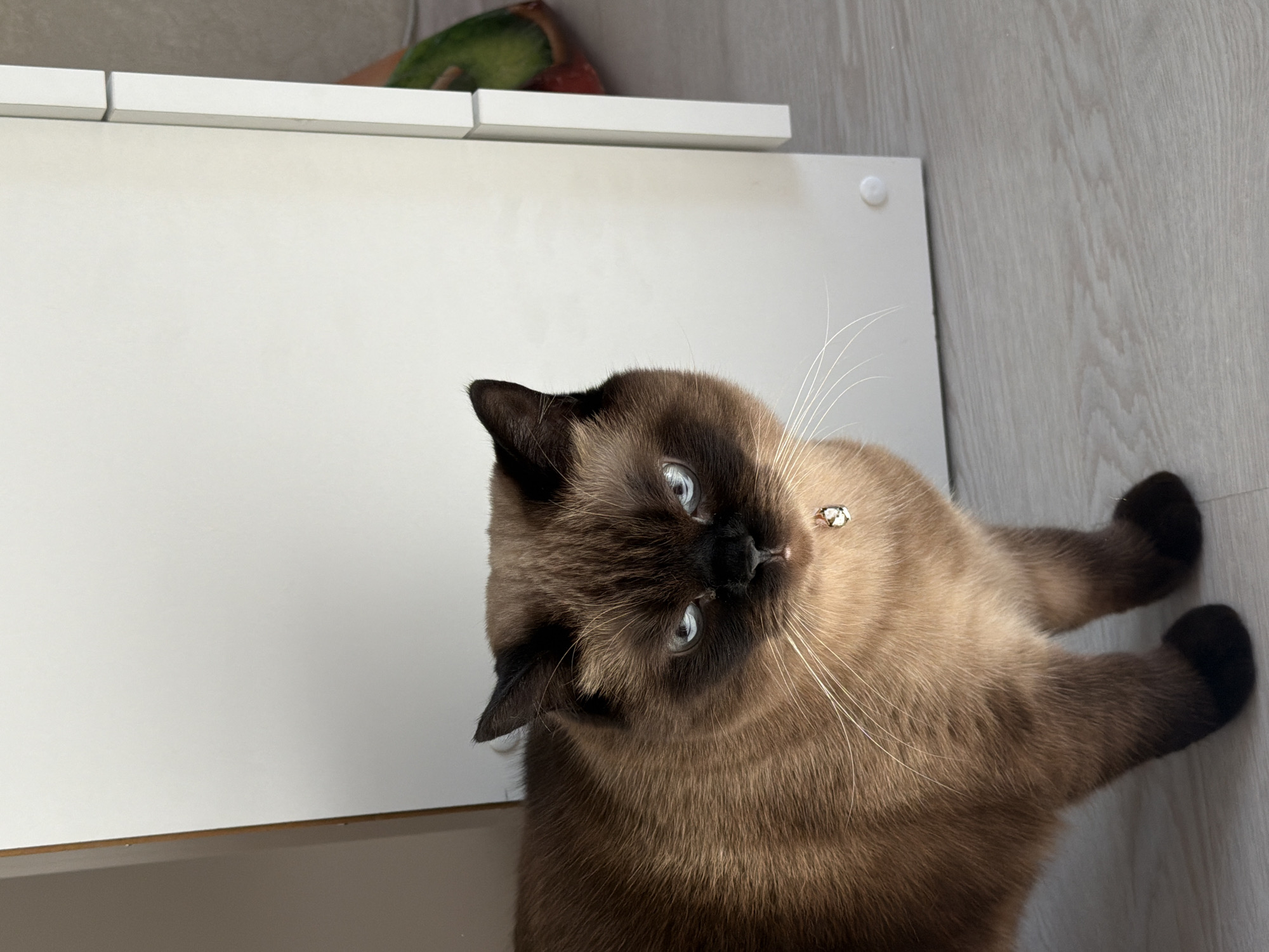 A medium shot, angled downward, captures a Siamese cat near a white surface, possibly a shelf. The cat has a dark brown face and ears, light blue eyes, and a tan body. It is wearing a collar with a small bell. The cat lies on a light grey, wood-patterned surface, likely a floor. A blurred object, possibly a toy, is seen on top of the shelf. The location is identified as Chaikovsky, Russia.