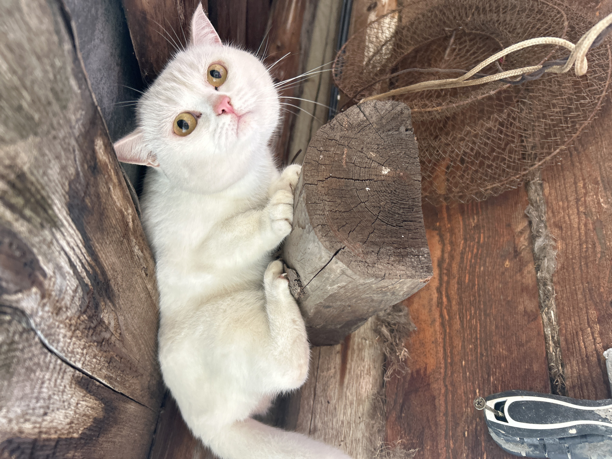 This vertical shot captures a pristine white cat with striking golden-yellow eyes and a soft pink nose. The cat is positioned on a weathered, rough-hewn wooden log or plank, gripping it with its front paws, revealing its extended claws. Its body is oriented largely upwards, and its gaze is directed intently towards the viewer, conveying a sense of curiosity or engagement. The background is composed of dark, aged wooden boards, suggesting a rustic outdoor setting like a shed or fence in Chaikovsky, Russia. To the upper right, a brown, coarse mesh object, possibly an old fishing net or trap, is visible, entangled with light-colored ropes. The bottom right corner reveals a fragment of a dark object, resembling a worn shoe or boot, with a metal screw or nail protruding. Natural, diffused light illuminates the scene, highlighting the cat's pristine fur against the textured wooden environment. No text is visible in the image.