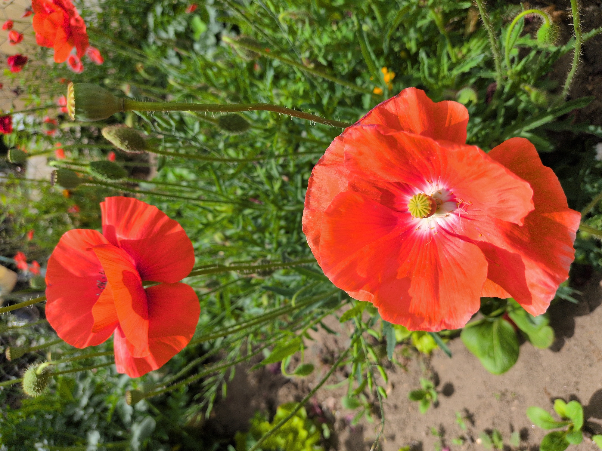 The image shows a close-up of bright orange poppies in a garden setting. The poppies are in bloom, with delicate petals and dark centers. The background is a blur of green foliage and other red flowers, suggesting a vibrant and natural environment. The foreground features loose soil and some small green plants, indicating the poppies are growing outdoors. There are no people or animals visible in the image. The image does not provide any specific information about the city of Leh, India, or any other location.