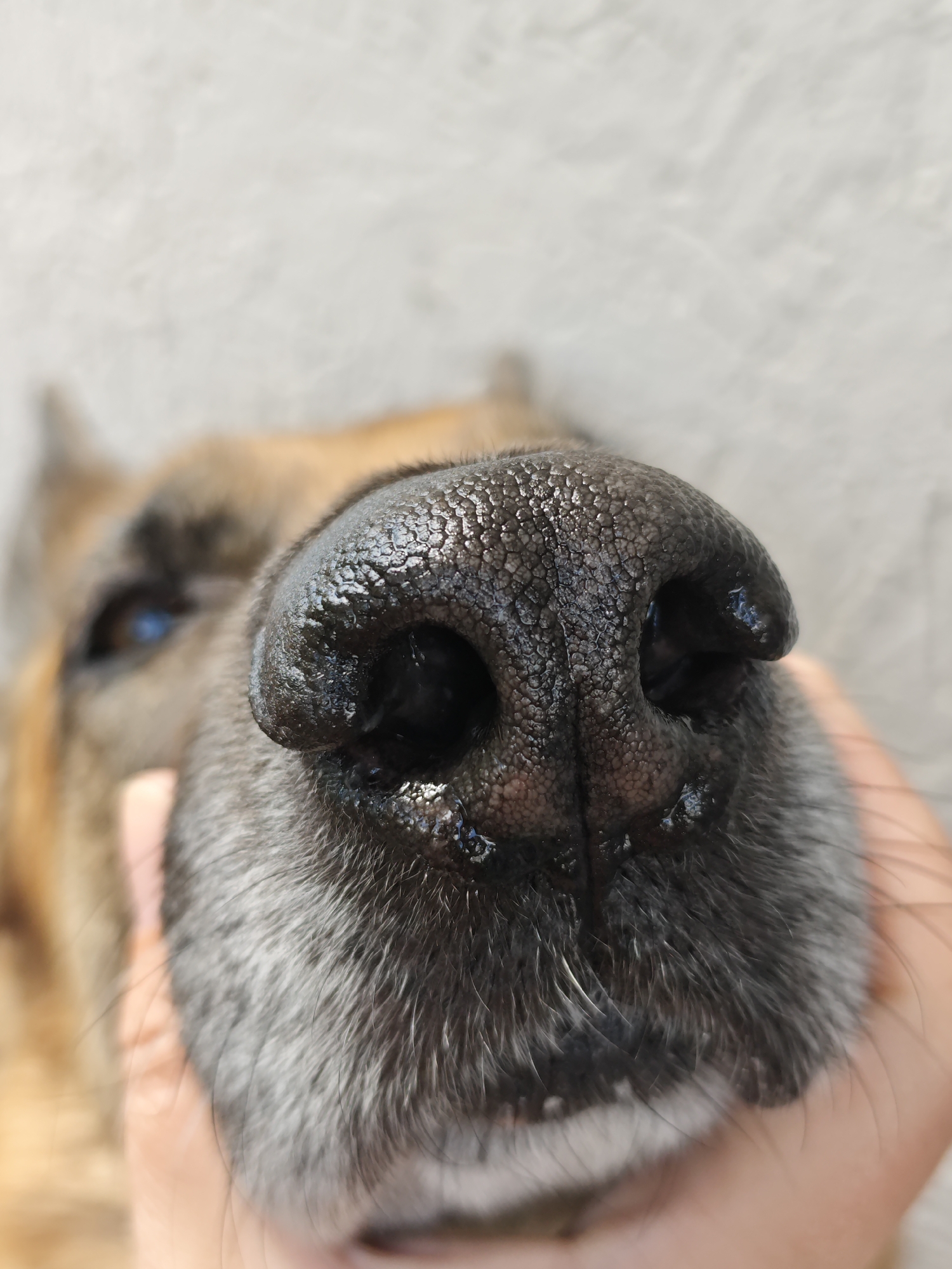 A close-up shot of a dog's face, specifically focusing on its black nose and muzzle. The nose is moist and textured. The dog has grayish-white fur around its muzzle. The background is blurred, but it appears to be a plain surface. A hand is partially visible holding the dog's muzzle. An eye is visible in the background. The location is not identifiable.