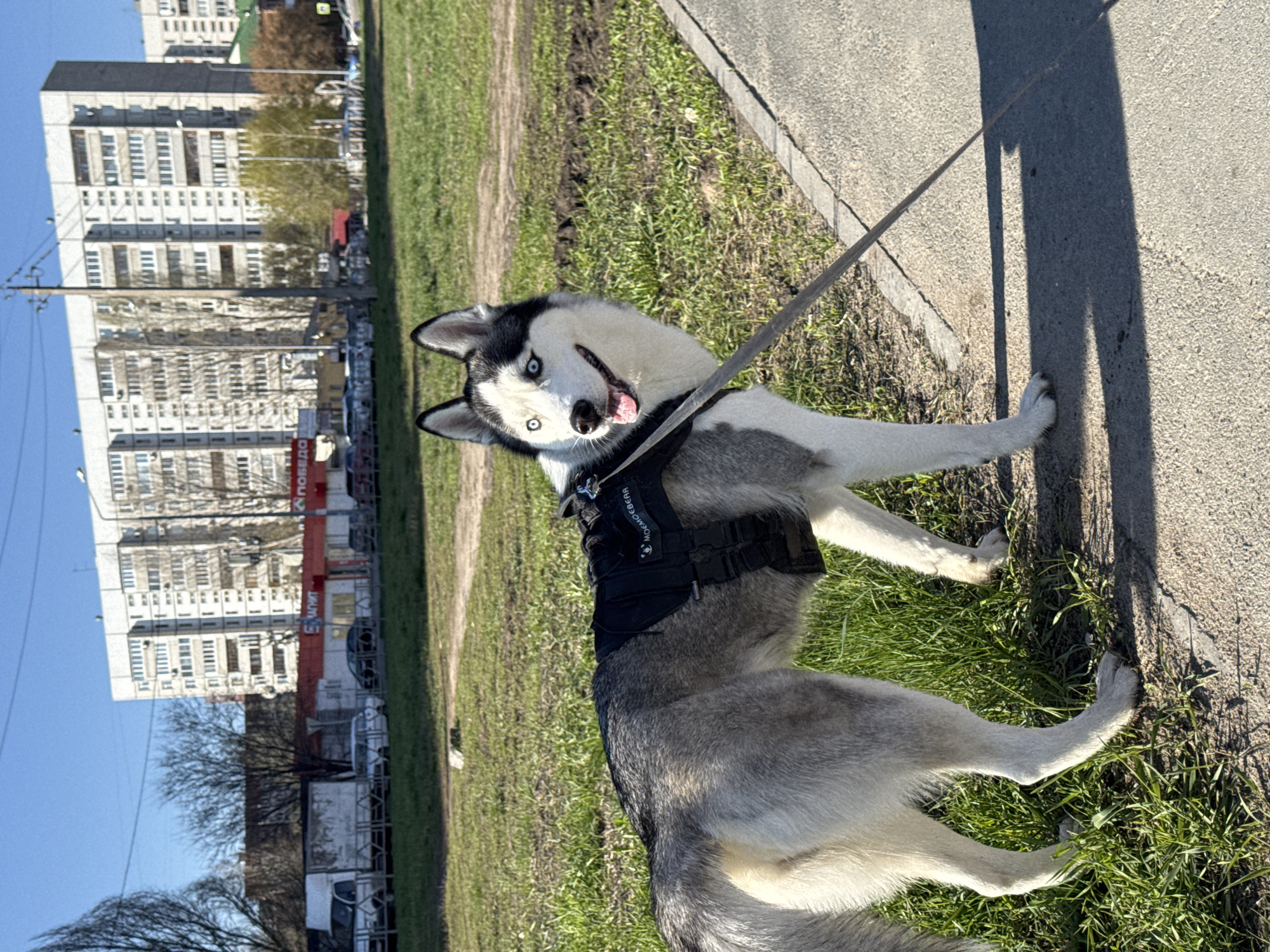A medium, outdoor shot depicts a husky standing on a grassy area next to a sidewalk. The husky is wearing a black harness and leash, with its head tilted slightly to the side and tongue visible. A shadow is cast on the sidewalk, and the grass is green with some dirt patches. In the background, buildings and trees are visible under a clear blue sky. A sign is visible on one of the buildings in the background, and a utility pole is present on the left side of the frame.