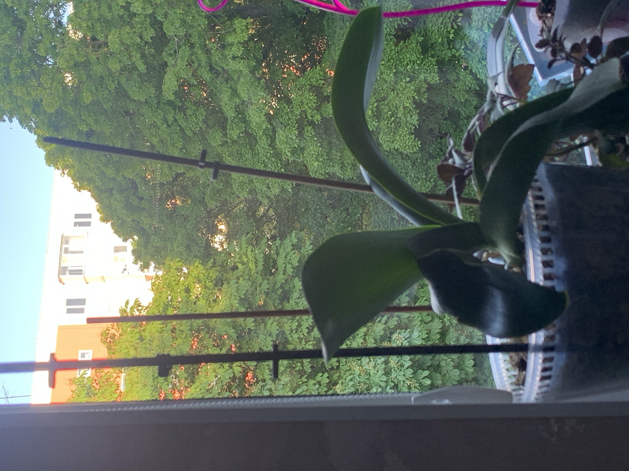 The image presents an indoor scene looking out through a window at a vibrant outdoor view. The photograph is oriented vertically but depicts a horizontal landscape.
In the immediate foreground, on the right side, is a potted plant, likely an orchid, characterized by its large, glossy green leaves. A section of a transparent or semi-transparent pot is visible, hinting at the roots or growing medium within. A thin pink wire, possibly a plant support, is present in the upper right corner. A black plant support pole, equipped with small clips, extends horizontally across the lower middle section of the frame, positioned in front of the window pane. A dark window frame or sill is visible at the very bottom.
Beyond the window, a dense canopy of lush green trees fills the majority of the background, indicating a verdant natural environment. Sunlight filters through the leaves in various spots, creating warm glows and highlights, suggesting a bright and clear day.
In the upper left quadrant, behind the trees, a multi-story building can be seen. It features a light-colored (possibly white or cream) upper facade with rectangular windows, and a prominent orange-colored section below it. The sky above the building is a clear, light blue.
The overall lighting indicates it is daytime, possibly late afternoon or early evening, given the warm, filtered sunlight. No specific activity or event is taking place, and no people are visible. There is no discernible text in the image. The scene captures a peaceful coexistence of indoor plant life with an expansive natural and urban landscape, set in Stavropol, Russia.