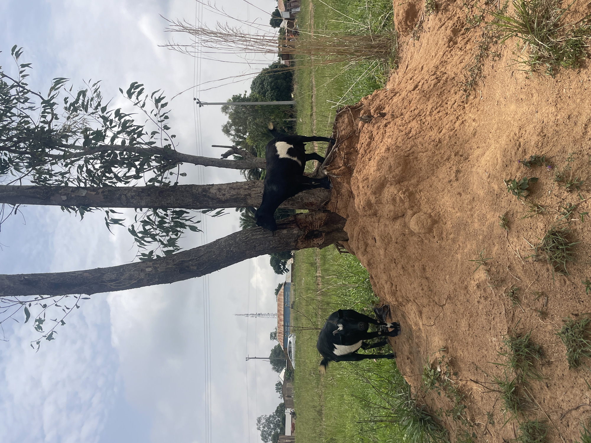 The image depicts two black and white goats in a grassy, rural area. One goat is standing on the edge of a dirt embankment near a tree, while the other is standing on the grass below. The environment includes a tree with sparse foliage, a dirt embankment, green grass, and distant buildings with electrical poles. The location is likely in Durumi, Nigeria, based on the prompt.