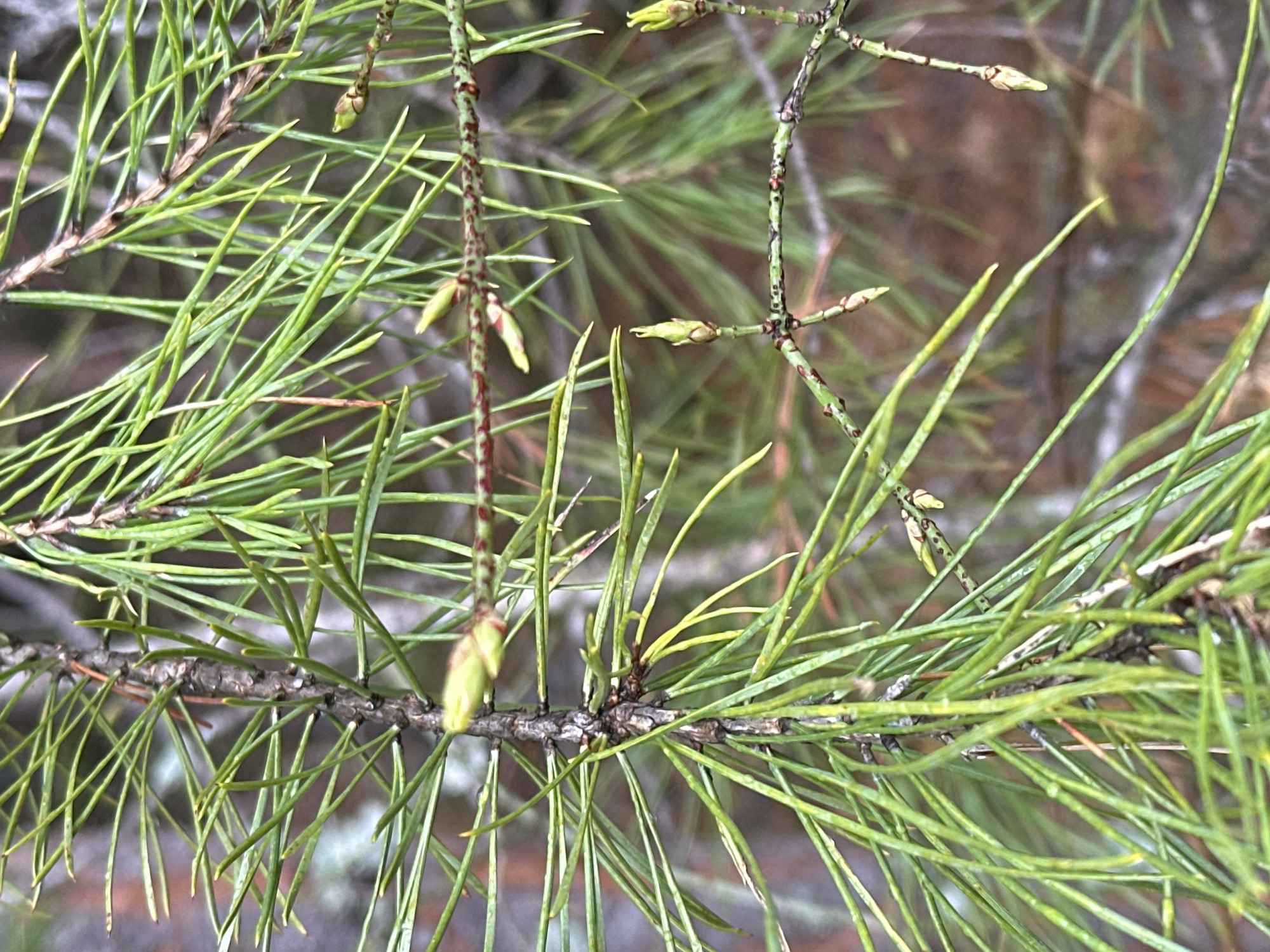 The image depicts a close-up view of pine needles and branches. The needles are primarily green, with some exhibiting a yellowish tinge. The branches are brown and have small, emerging buds in a light green color. The background is blurred, suggesting a natural outdoor setting, likely in a forested or park area. There are no people or recognizable objects other than the plant material. The specific location within Noviy, Russia cannot be determined from the visual information provided.