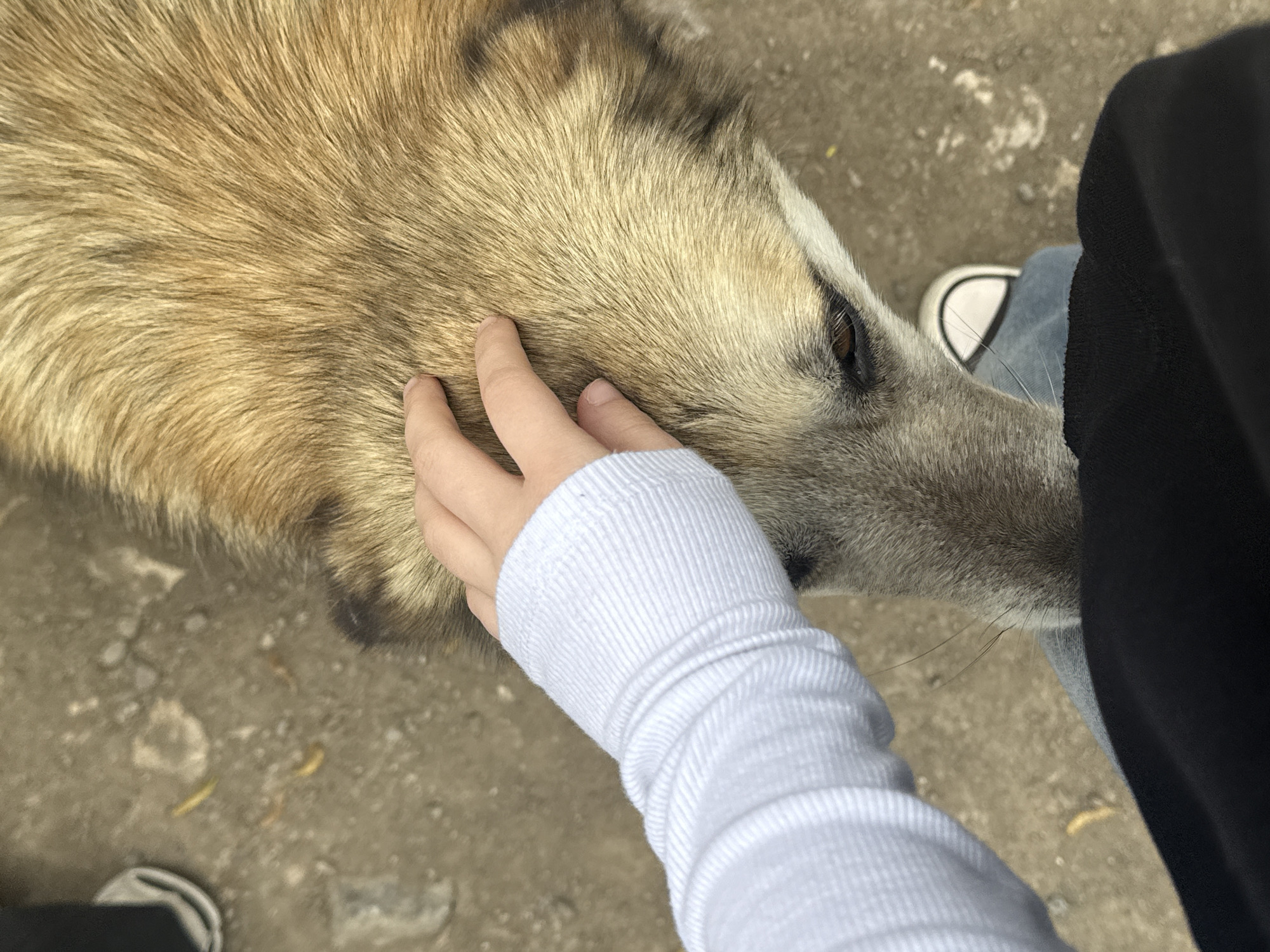 A close-up, high-angle shot shows a person petting a dog in an outdoor setting.
A hand, adorned with a light blue long-sleeved ribbed garment, rests on the dog's head. The dog has a tan and gray coat.
The person wears blue jeans, a black article of clothing, and black and white sneakers. The ground is concrete.
The location cannot be confirmed based on the visual information.