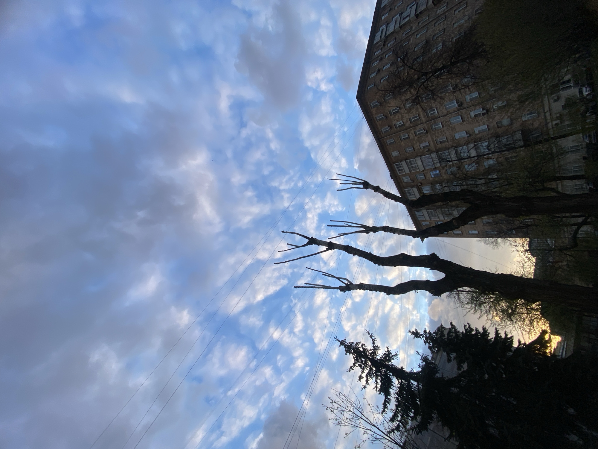 The image presents a dramatic, upward-looking view of an urban sky and architecture, likely taken in Moscow, Russia. The composition is angled, with a tall, multi-story apartment building dominating the right side of the frame, extending from the top to the bottom edge. Its facade features numerous windows, some with air conditioning units, and appears to be made of light-colored brick or stone, though it is largely in shadow.
The majority of the image is filled with a dynamic sky, characterized by scattered white and grey altocumulus clouds against a clear blue background. Several utility lines or wires stretch diagonally across the sky from the upper left towards the lower right.
In the foreground and mid-ground, the stark silhouettes of several trees are prominent. Three distinct, thick-branched deciduous trees, appearing to have been recently pruned, stretch their bare limbs upwards from the lower left-center towards the upper left. Further towards the bottom right, a dense, dark evergreen tree, possibly a spruce or pine, and other smaller bare branches are visible, partially obscuring the lower part of the building and the sky.
A soft, golden glow, indicative of a low sun, is visible behind the trees and building in the lower right portion of the frame, suggesting the time of day is late afternoon or early evening. The overall scene captures a quiet, atmospheric moment in an urban environment. There are no people visible, nor any discernible text.