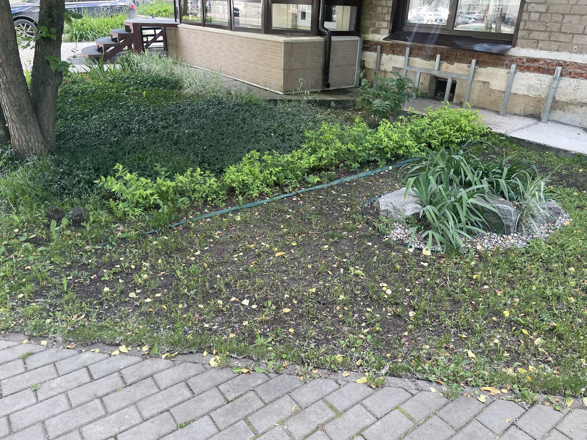 The image shows an exterior view of a building's foundation and surrounding landscaping in the city of Chaikovsky, Russia. The building has a brick facade with some areas of exposed brick and plaster. Metal bracing is installed along the foundation, and a small, dark opening is visible within the bracing. The landscaping includes various plants, including a dense green ground cover, taller green bushes, and some leafy plants with long green blades. There is also a rock garden area with gravel and larger stones. A paved walkway made of gray interlocking bricks runs along the bottom of the frame. The ground in the foreground is bare earth mixed with patchy grass and scattered yellow leaves. A green hose lies across the ground in the middle of the frame. No people or animals are visible. The overall scene suggests an urban environment with a focus on the building's exterior and its immediate surroundings.