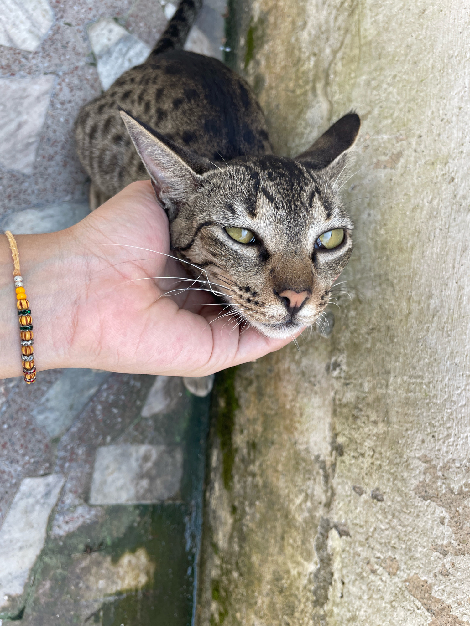 A tabby cat is being petted by a hand on a tiled surface next to a concrete wall. The cat's head is tilted slightly upwards, and its green eyes are open. The cat has a striped coat with dark brown and black markings. The hand is holding the cat gently under its chin. A woven bracelet with colorful beads is visible on the wrist of the person petting the cat. The background shows a mix of stone tiles and a rough concrete wall, with some moss and greenery visible. This scene likely takes place outdoors in a residential or public area. The presence of a stray cat being petted suggests a casual and relaxed atmosphere.