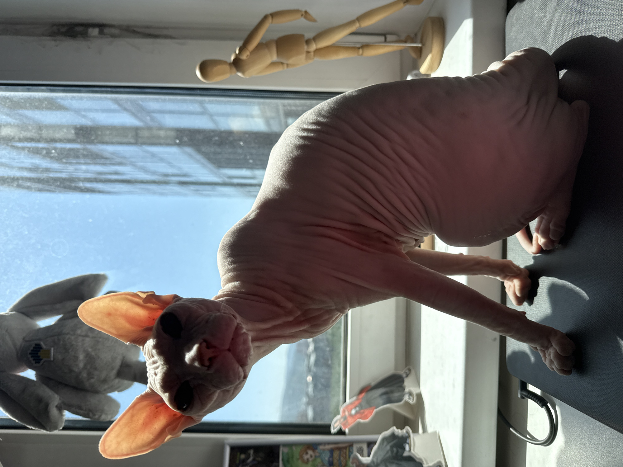 A hairless cat, possibly a Sphynx breed, sits on a dark mat in front of a window. The cat is predominantly pinkish-beige in color, with visible wrinkles across its body and large, prominent ears that are translucent and have visible blood vessels. Its eyes are dark and appear somewhat sunken. The cat is positioned with its body facing towards the right of the frame, while its head is turned to look directly at the camera.
Behind the cat, the window reveals a clear blue sky and the upper portion of a modern building with a grid-like facade. On the windowsill, to the left, are several flat, cardboard cutouts of anime or cartoon characters. To the right of the cat, a wooden mannequin figure stands with its arms and legs posed. A plush stuffed animal, appearing to be a grey rabbit with floppy ears, is suspended from the top of the window frame, casting a faint shadow.
The lighting suggests it is daytime, with sunlight streaming in from the window, illuminating the cat's skin and creating distinct shadows on the mat and the wall. The environment appears to be an indoor setting, likely a room with a window overlooking a city. The presence of the building's reflection in the window and the distant landscape suggests an urban or suburban setting.