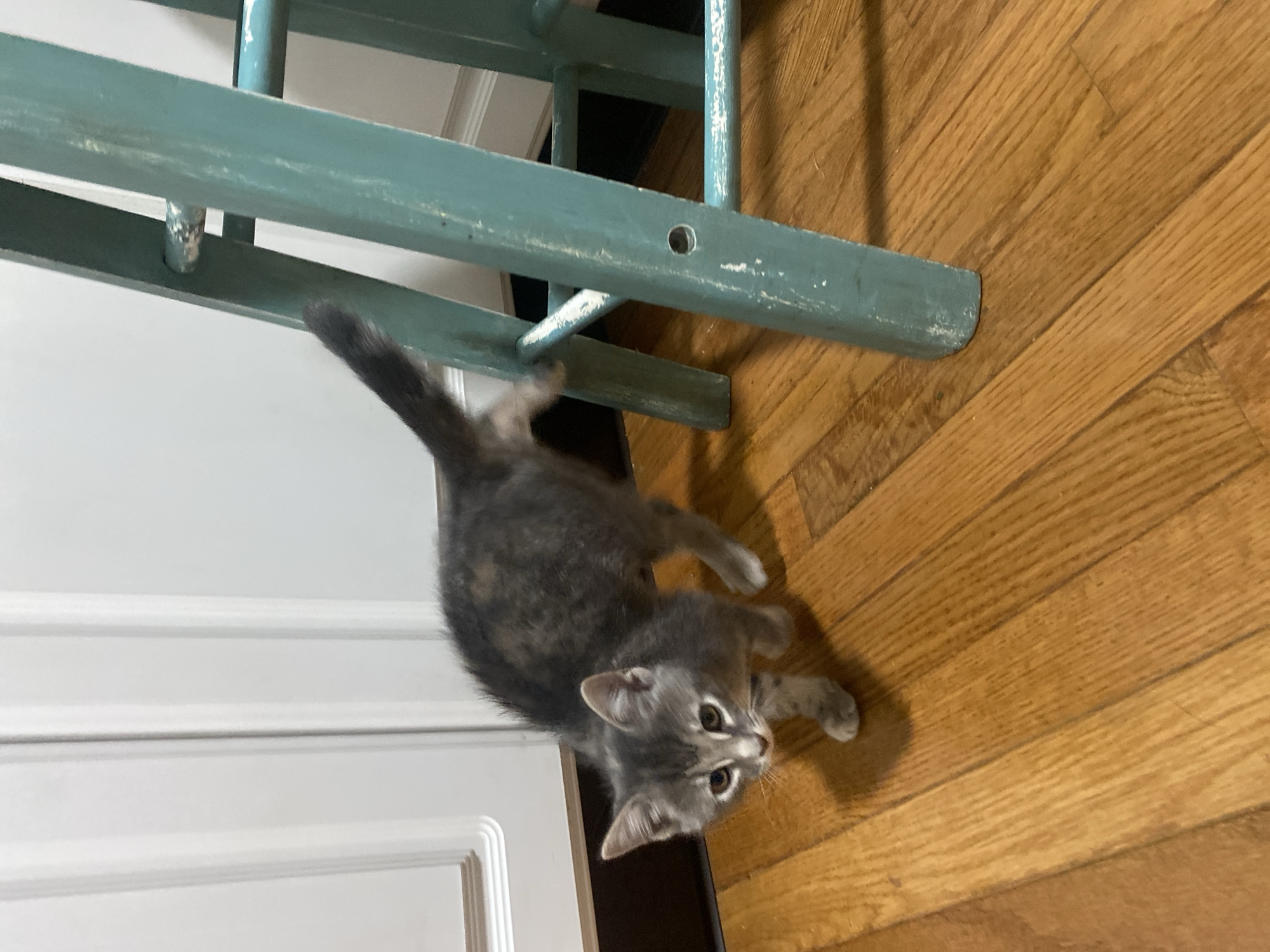 A tabby kitten with grey and brown fur walks across a polished wooden floor, its back slightly arched and tail raised. The kitten is looking towards the camera with wide, attentive eyes. To the right of the kitten, a teal-colored ladder-like structure with visible wear and tear stands. In the background, a white cabinet with vertical paneling is visible. The scene appears to be an indoor residential setting in Pattersonville, United States.