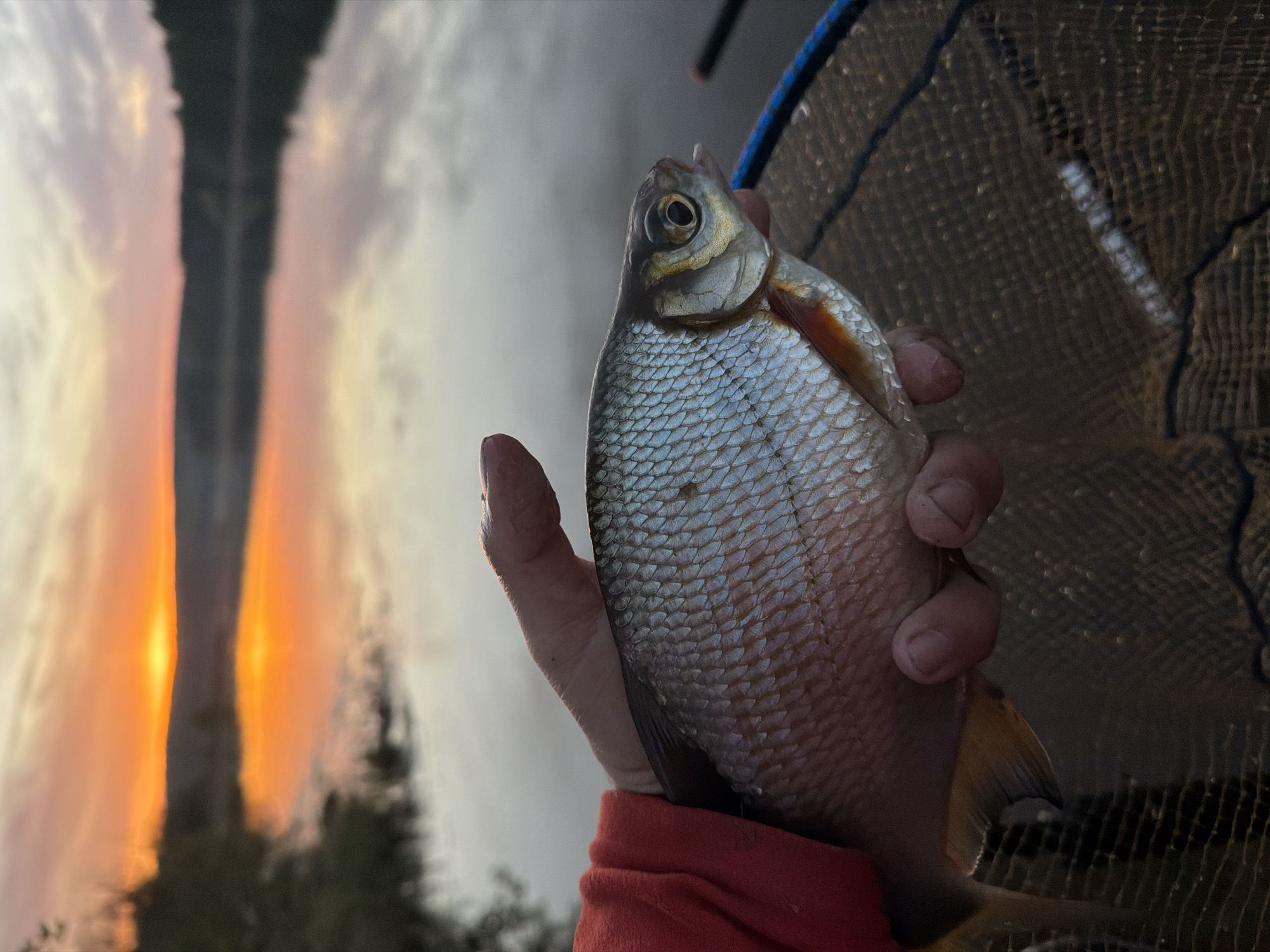 A hand holds a roach (fish) in front of a net with the city of Chaikovsky, Russia in the blurred background. The background is light with an orange, sun-like glow. The fish has silver scales and a large eye. The hand holding the fish is wearing a red sleeve. The net is dark and the background is blurry.