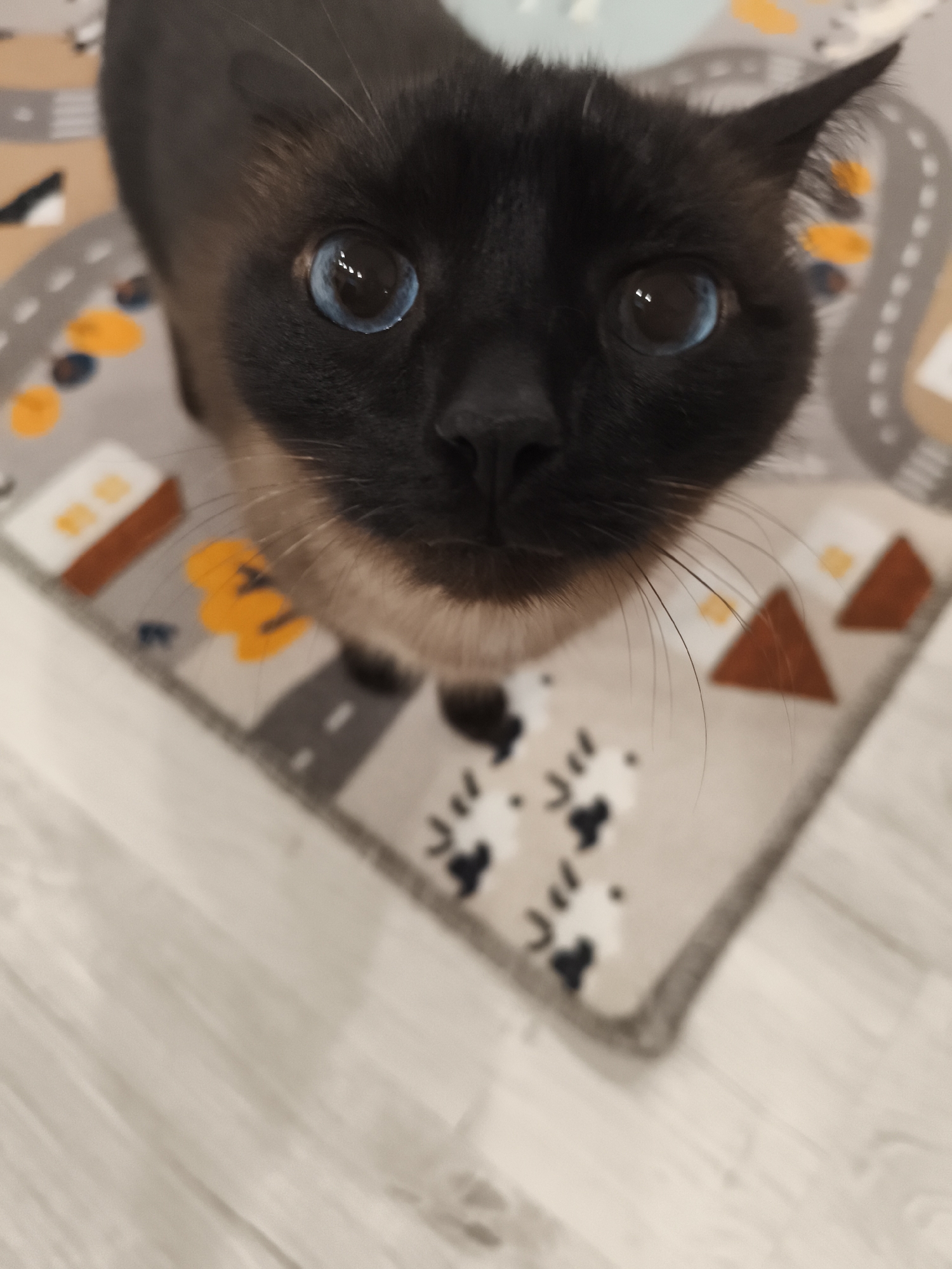 A close-up, high-angle photograph shows a Siamese cat with striking blue eyes. The cat has a dark brown face and ears, and lighter tan fur on its neck and body. It is standing on a small, square rug with a playful design that includes roads, buildings, and animal-like shapes. The rug is situated on a light-colored wooden floor. The location appears to be indoors, though the specific building and city in Russia cannot be determined from the image alone. There are no people visible in the frame.
