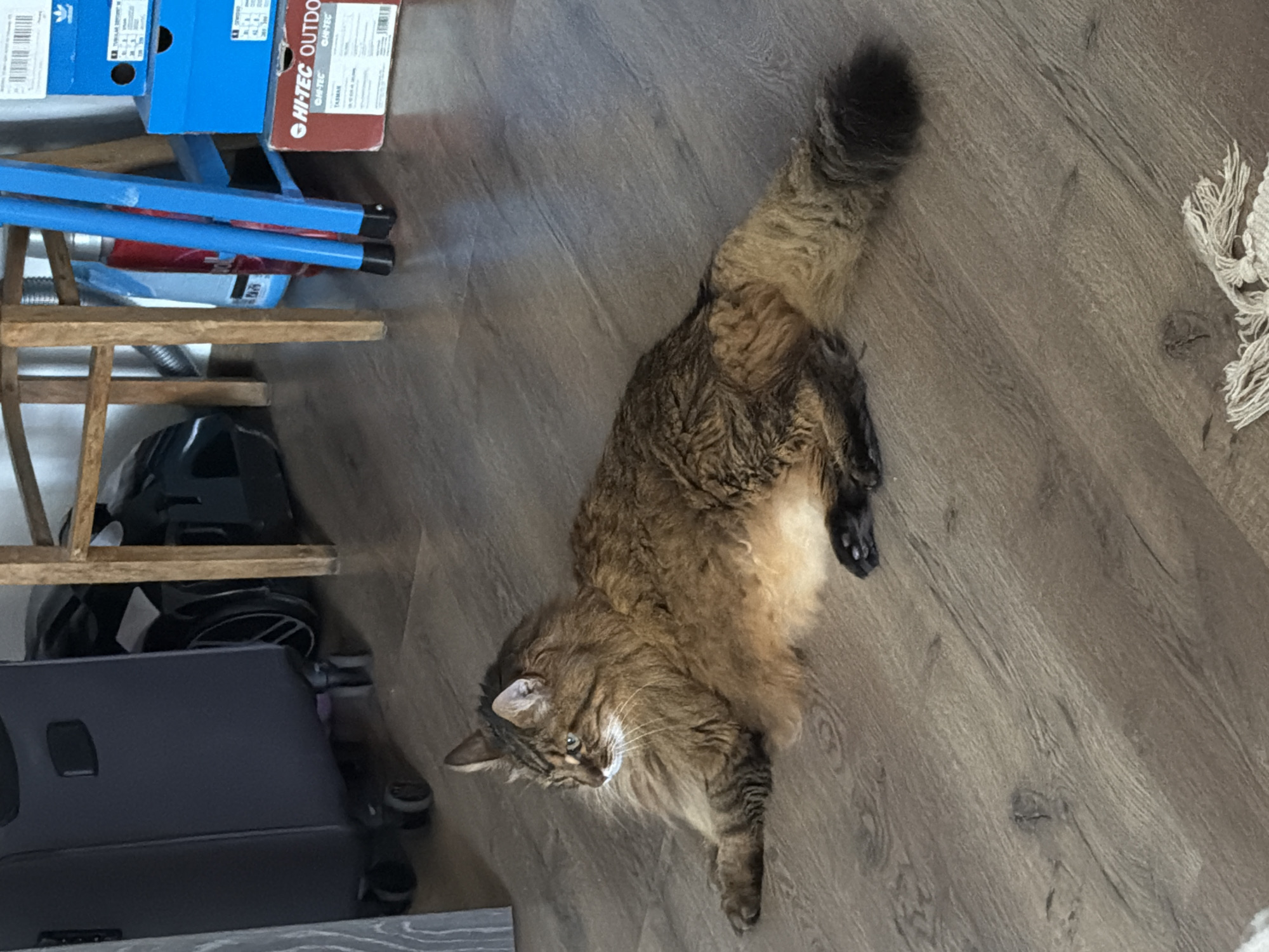 A long-haired brown tabby cat lies on its side on a wood-plank floor. The cat faces left, with its head turned and looking towards the left side of the frame. Its fur is a mixture of brown, black, and lighter brown stripes, with a fluffy mane around its neck and a long, bushy tail. The cat's front paws are extended, and its back legs are tucked beneath it.
In the background, a dark grey suitcase with black wheels stands on the left. To the right of the suitcase, a black vacuum cleaner is partially visible. Behind the cat and to the right, a wooden stool or chair is present, along with some blue and red objects and stacked cardboard boxes. The floor appears to be made of laminate or hardwood planks with a wood grain pattern. The lighting suggests an indoor environment.
This image was taken in Kyiv, Ukraine.