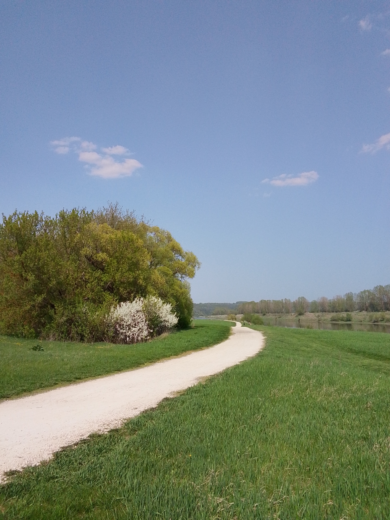 The image depicts a landscape with a white gravel path curving through a grassy area. To the left of the path, there is a large cluster of trees and shrubs, some with white blossoms. To the right, the grass extends towards a river or body of water lined with trees. The sky is blue with a few scattered white clouds. The location is likely in or near the city of Каменка, Russia, as requested. The overall scene is one of a natural, possibly recreational, area.