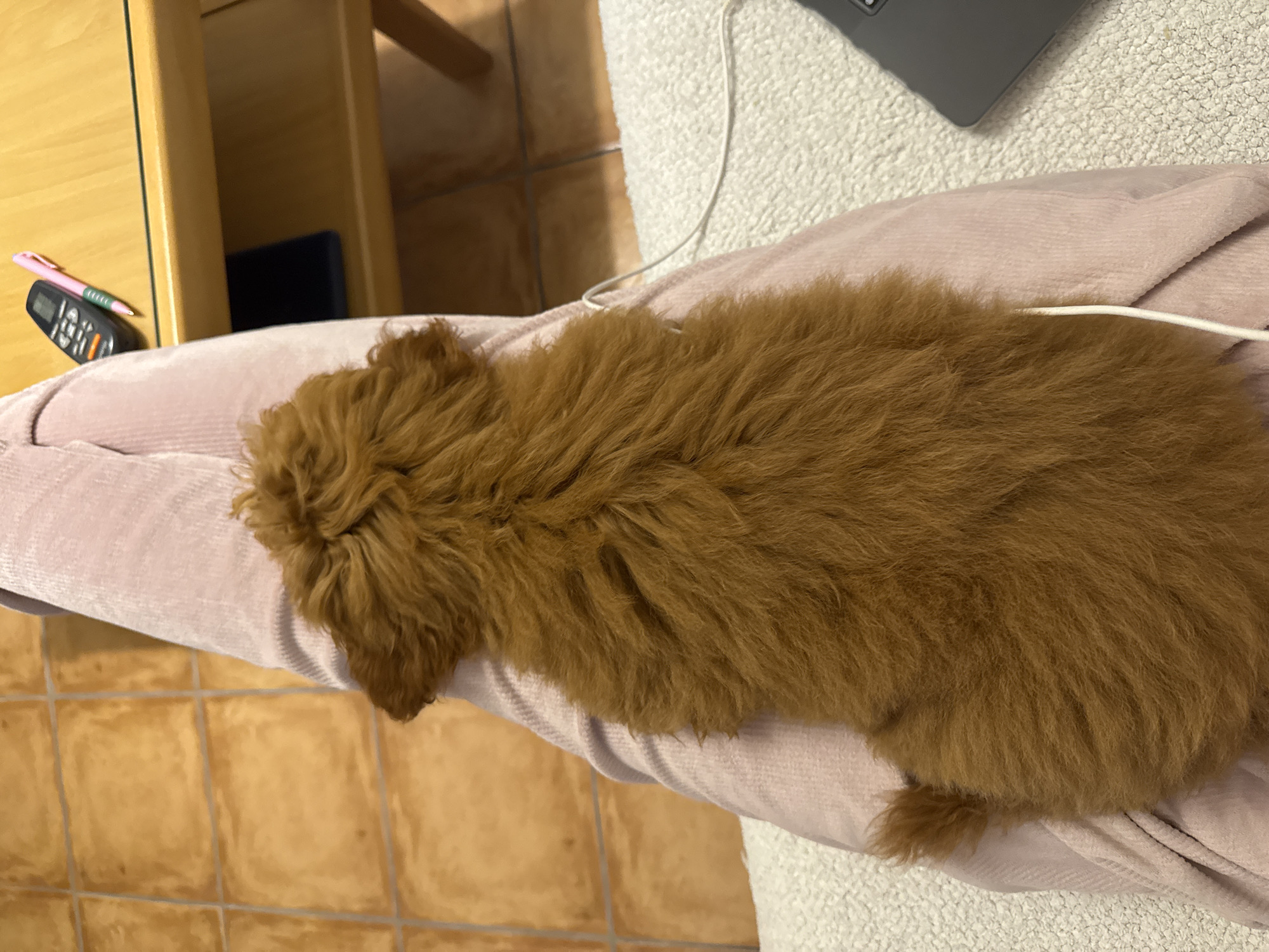 The scene depicts an indoor environment within Sutomore, Montenegro, observed from an elevated perspective. A small, tawny-brown, curly-coated dog is positioned centrally, lying on the lap of an individual, facing away from the camera. The individual's lower body is visible, clad in light pink corduroy trousers. A light, textured fabric, likely upholstery or a blanket, is present to the lower right. Partially visible on this fabric is the corner of a dark grey laptop or tablet. A white cable extends from the vicinity of the laptop/tablet, running upwards along the leg and disappearing behind the dog. In the upper right, a light-colored wooden table with a dark trim supports a dark remote control with a green button and a pink pen. The floor, visible in the background and upper left, is composed of light brown square tiles with grey grout lines. A dark, indistinct object rests on a lower shelf of the table.