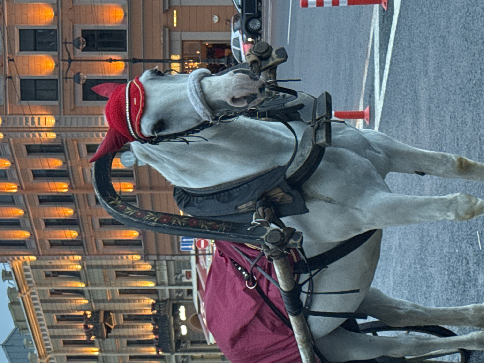 The image captures a white horse harnessed to a carriage, standing on a street in Saint Petersburg, Russia. The horse is adorned with a red ear bonnet decorated with rhinestones. Behind the horse, grand, ornate buildings with illuminated windows line the street, characteristic of Saint Petersburg's architecture. The buildings appear to be illuminated by warm, orange lights, creating a festive evening ambiance. The street itself is paved, and traffic cones are visible in the foreground. The overall scene suggests a tourist area in the city, likely a popular spot for horse-drawn carriage rides, given the presence of the horse and carriage. The time of day appears to be dusk or early evening, as indicated by the artificial lighting of the buildings and the subdued natural light.