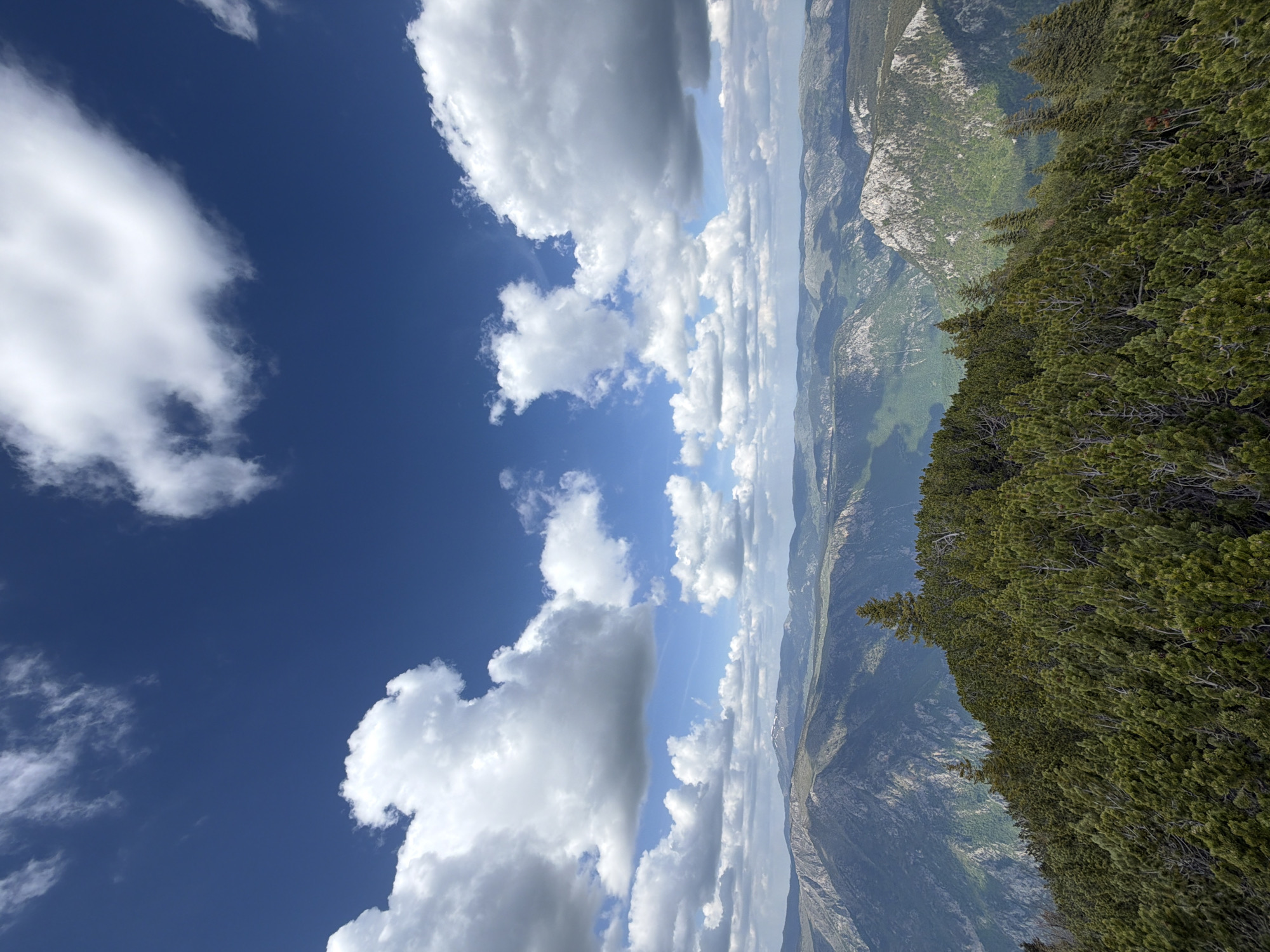 The image presents a landscape view in Bosača, Montenegro, likely taken from a high vantage point. In the foreground, dense evergreen trees occupy the right side of the frame. Beyond the trees, a mountainous terrain unfolds with varying elevations and textures, revealing rocky outcrops and patches of green vegetation. The sky dominates the left side of the image, exhibiting a mix of deep blue patches and fluffy white cumulus clouds. The overall scene suggests a clear, sunny day with a scenic overlook in a mountainous region.