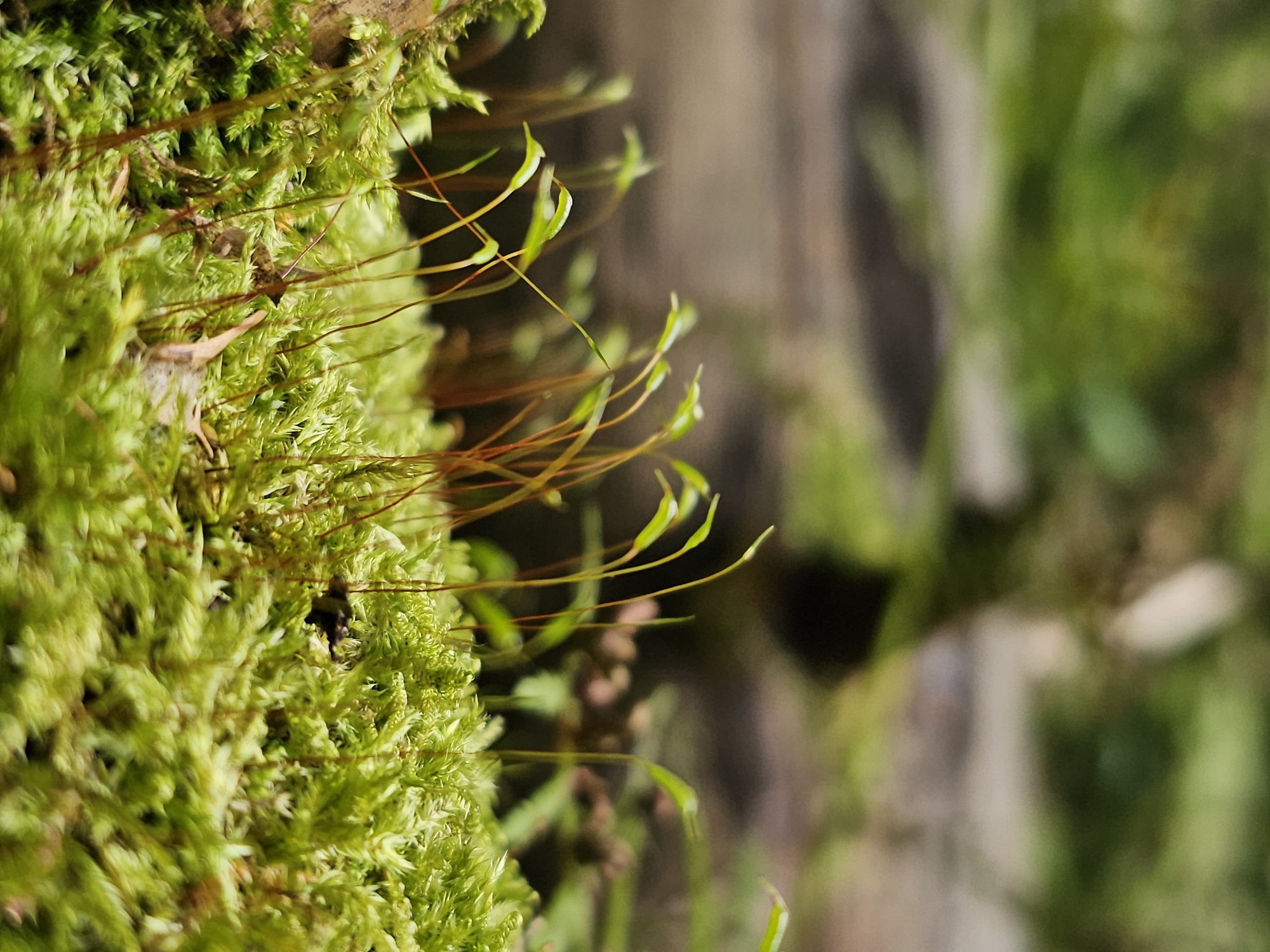 The image is a close-up, macro photograph of moss growing on a surface, possibly a log or rock, in a natural outdoor setting. The foreground is dominated by vibrant green moss, with numerous thin, upright stalks emerging from it. These stalks are reddish-brown and topped with small, pale green structures, likely sporophytes. The background is softly blurred, showing hints of green foliage and a muted, earthy tone, suggesting a forest or garden environment. The lighting appears natural, with soft shadows indicating an overcast or shaded condition. There are no people or discernible man-made structures in the immediate vicinity of the moss. The image does not provide any information that would allow for a specific location within the city of Odintsovo, Russia, to be identified.