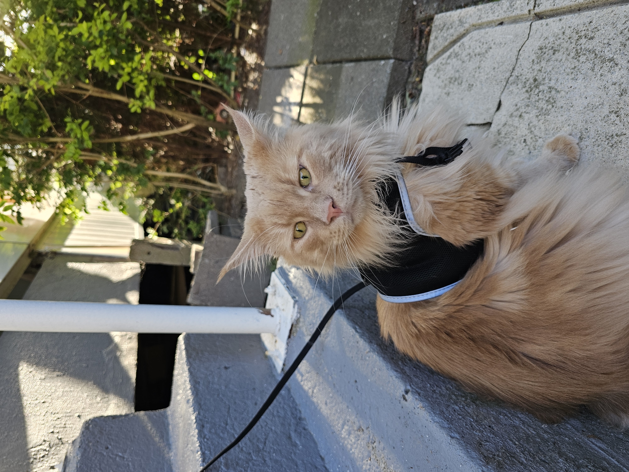 A tan Maine Coon cat wearing a black harness with a light blue trim and a black leash lies on a gray concrete step outdoors. The cat is facing the camera with its green-gold eyes visible. Behind the cat are gray steps, a white railing, and green foliage. A gray concrete surface is on the right side of the frame. The location is Rotterdam, Netherlands.