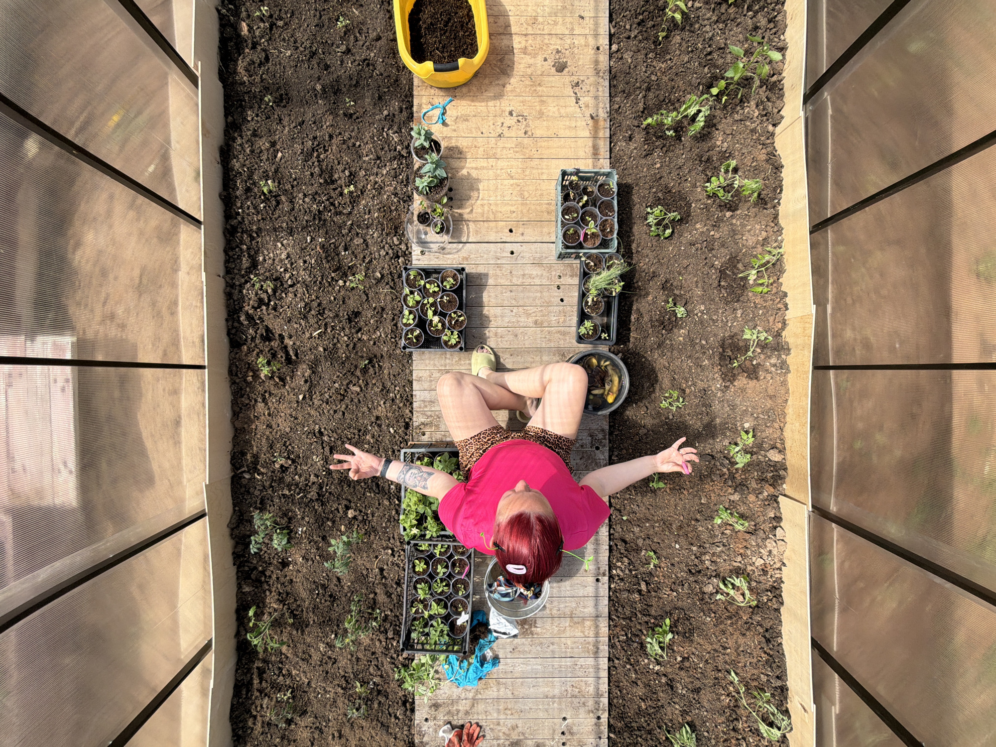 The image shows an overhead view inside a greenhouse, likely located in or near the city of Chaikovsky, Russia, judging by visual characteristics. A person with red hair, wearing a pink t-shirt and leopard-print shorts, is sitting cross-legged on a wooden walkway running down the center of the greenhouse. The person has arms outstretched. Various gardening items are visible along the walkway, including black plastic trays and pots containing small plants, a yellow container filled with soil, a pair of scissors, and a metal bucket. The soil on either side of the walkway appears freshly turned and sparsely planted with young plants. The sides of the greenhouse are constructed from translucent corrugated plastic panels with black framework. Tools and other objects are visible near the person in the picture.