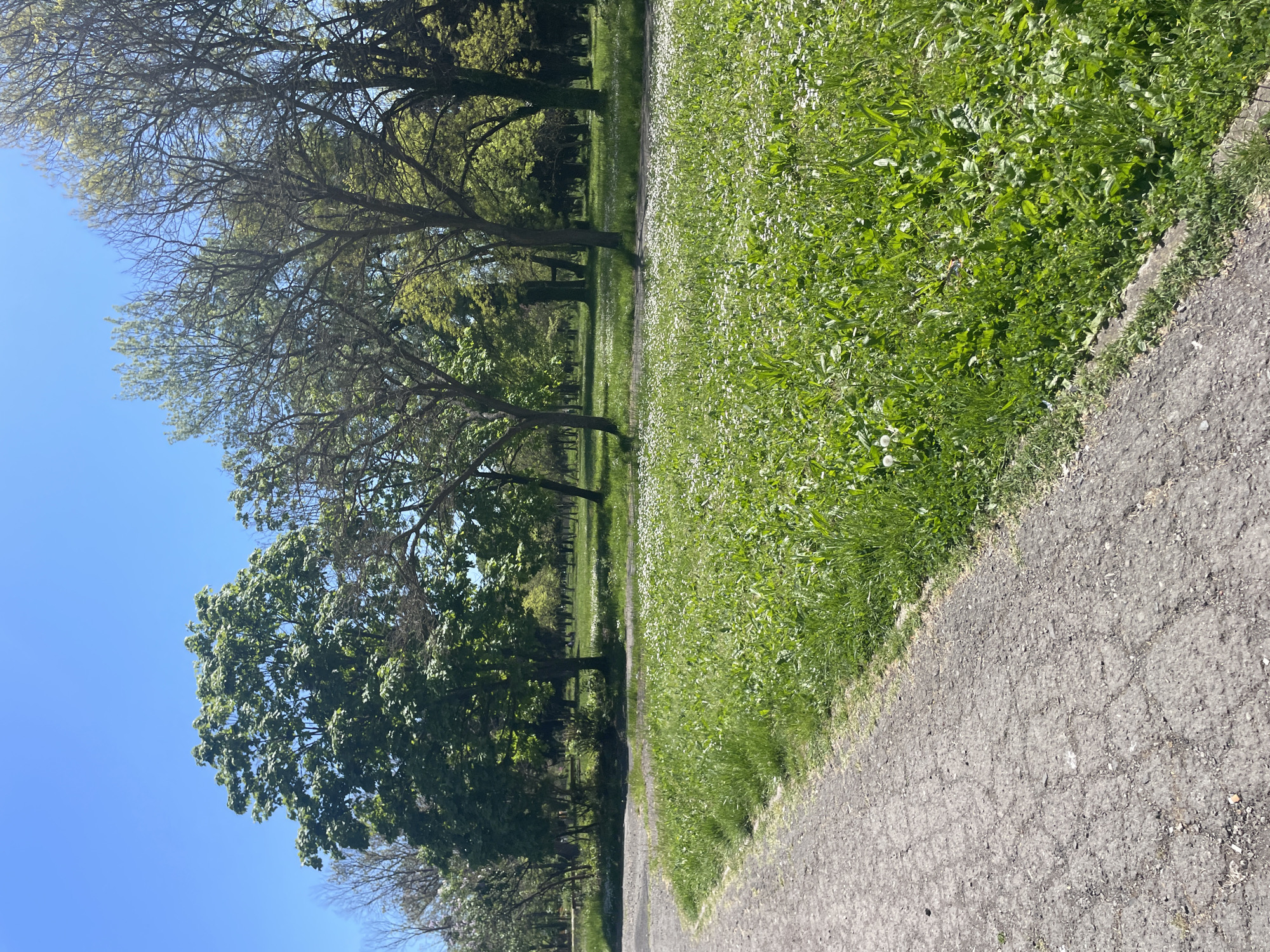 The image captures a scene in a park, potentially in Burgas, Bulgaria, though no specific landmarks confirm the exact location. On the left side of the frame are deciduous trees with varying degrees of foliage, some with bare branches suggesting early spring. A clear, bright blue sky is visible behind the trees. The right side of the image shows a grassy area filled with small white flowers, bordered by a cracked asphalt path. The angle of the shot suggests the image was taken at ground level. No people, animals, or specific points of interest are visible, indicating a quiet and possibly deserted park setting.