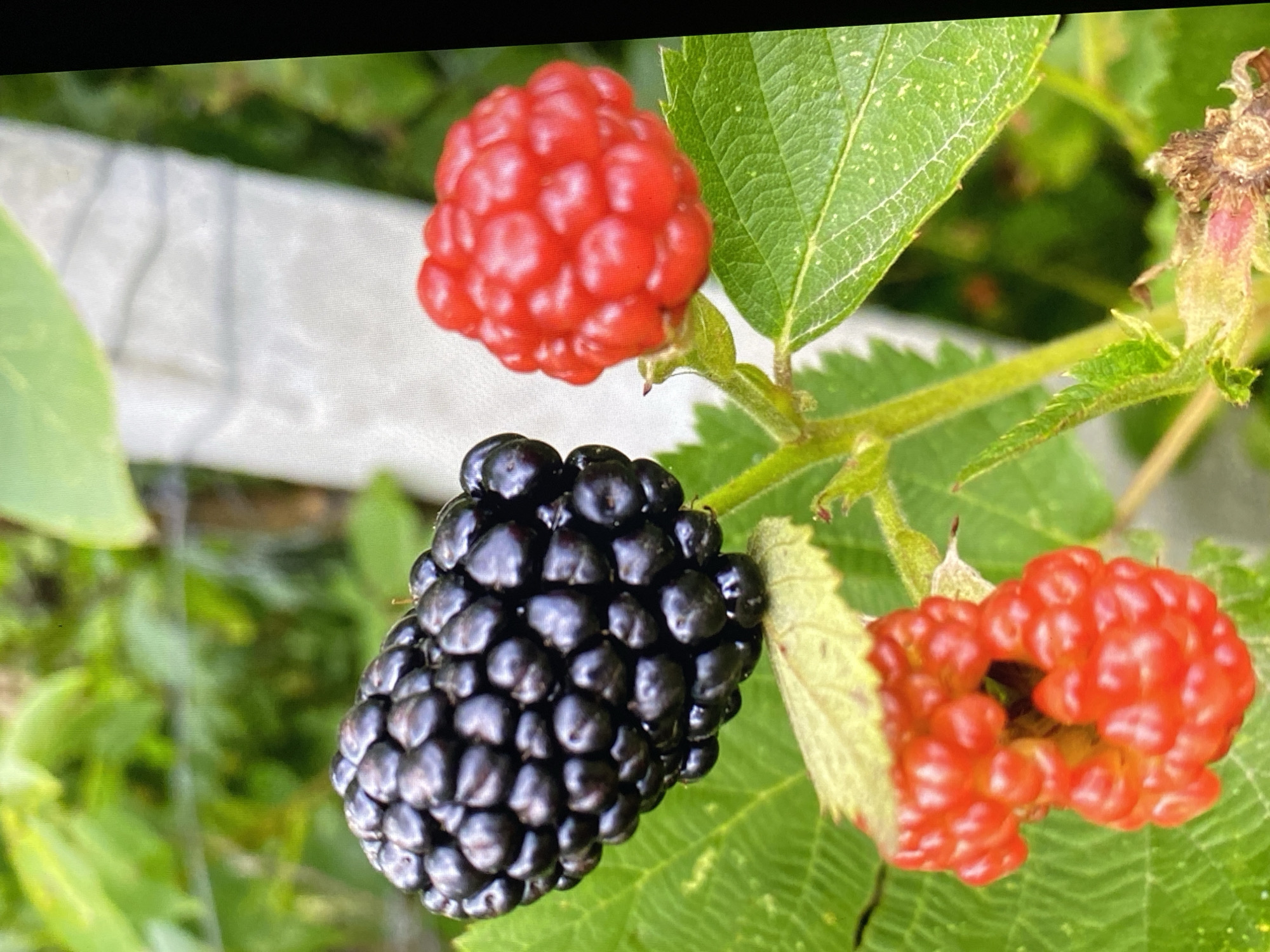 The image depicts a close-up view of ripe and unripe berries on a plant, with lush green leaves in the foreground and background. A large, dark, ripe blackberry is prominently featured on the left, its numerous drupelets clearly visible and glistening. To its right, a bright red, unripe berry, likely a raspberry or an immature blackberry, is also in focus. Below these, another red, unripe berry is partially obscured by leaves. The plant appears to be growing outdoors, with hints of a fence or support structure in the blurred background. The lighting suggests it is daytime. No people are present in the image, and no specific location within Purkersdorf, Austria can be determined from the visual information provided.
