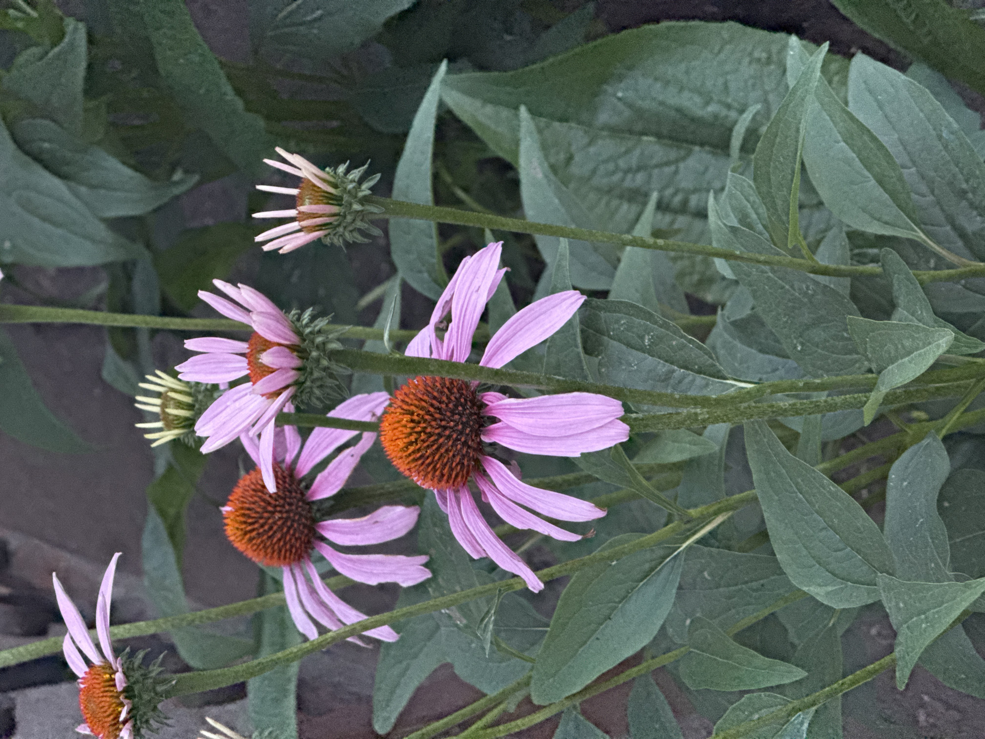 The image shows a close-up of several coneflower plants with purple petals and orange centers, some in bloom and some as buds. The background consists of dark green foliage and a hint of a brick wall. The scene is outdoors, likely in a garden setting. The coneflowers are the primary subjects, with varying degrees of bloom visible. The lighting suggests it might be late afternoon or early evening. There are no people or animals present in the image. The location is Otradny, Russia.