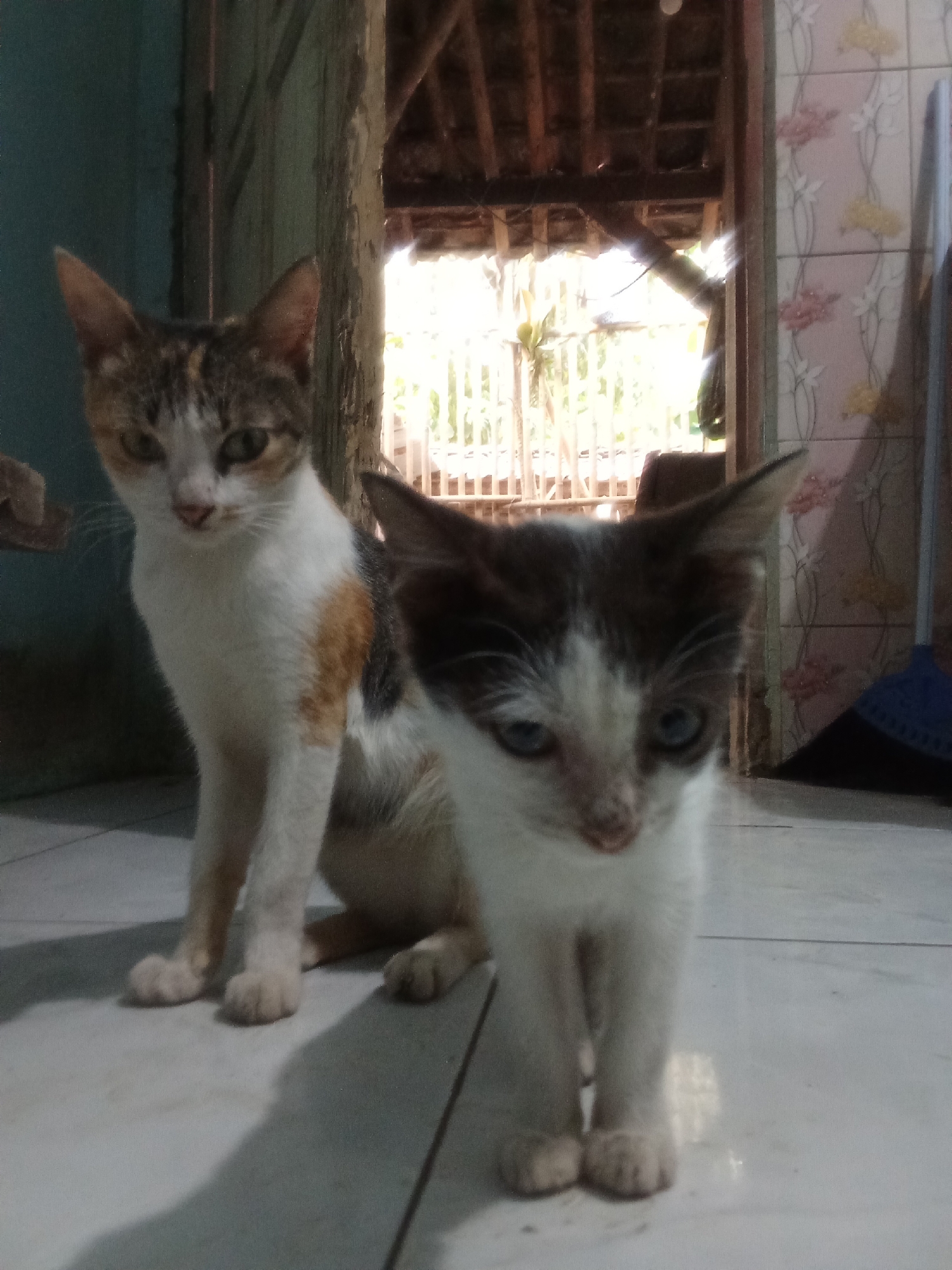 Two cats are the primary subjects in this image, which appears to be taken indoors, possibly in a home in Cempaka, Indonesia. The cat on the left is an adult tri-color cat with patches of white, orange, and gray. It is sitting and looking towards the camera with a slightly alert expression. The cat on the right is a younger, smaller cat, predominantly white with dark patches on its head and back, including black and brown markings. It is also sitting and looking forward with a curious or perhaps slightly wary expression. Its blue eyes are noticeable. The cats are positioned on a light-colored tiled floor. In the background, an open doorway reveals an outdoor scene with sunlight streaming through what appears to be a bamboo fence or grate. The interior of the doorway shows wooden structural elements of a roof. To the right of the doorway, a wall is visible with light-colored tiles featuring a floral pattern in pink and yellow. A broom with a blue head is leaning against this wall. The overall environment suggests a simple, possibly rural or semi-rural dwelling. The lighting is mixed, with direct sunlight creating bright areas and shadows, and some areas of the interior appearing dimmer.