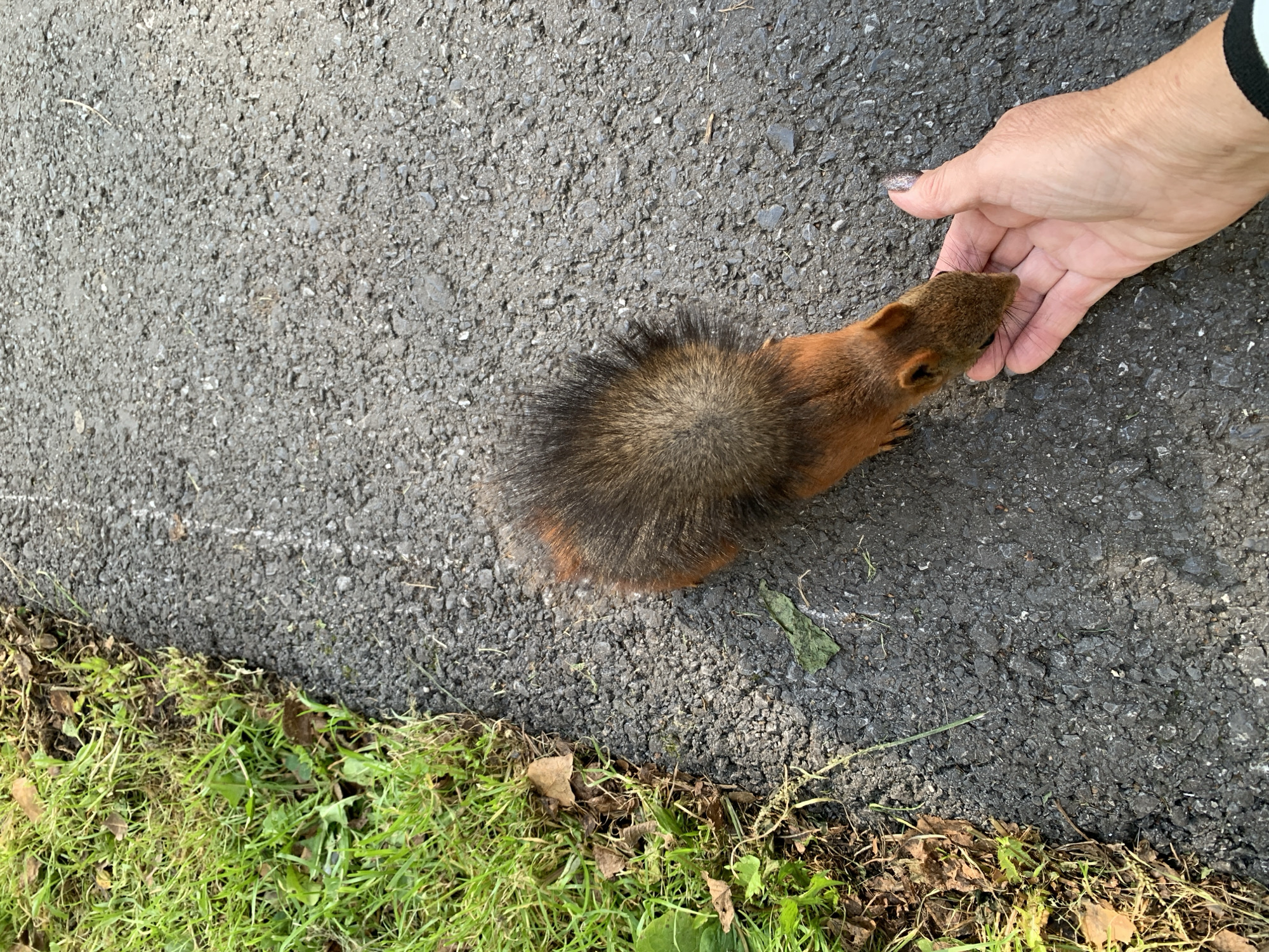 A close-up, high-angle shot captures a red squirrel perched on asphalt, reaching with its head and paws toward a human hand extended to offer it food. The squirrel's fur is a rich reddish-brown, with a darker, bushy tail. The hand is fair-skinned with polished fingernails, and it is positioned to the right of the squirrel. The environment is an outdoor paved area, likely a park or pathway, with a strip of green grass and fallen leaves to the left of the asphalt. The scene appears to be set in Prokopyevsk, Russia, given the contextual information provided.