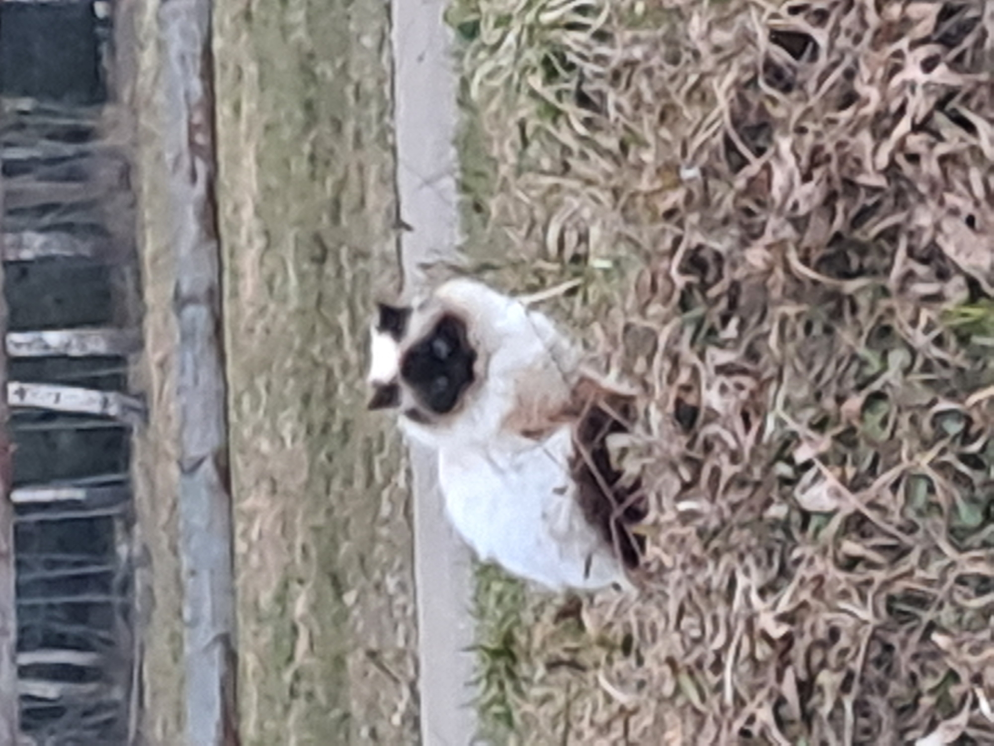 A cat with a dark face and light fur is sitting in a patch of dry grass near a gray concrete curb and a wooden structure, possibly a fence. The location is outdoors, but the specific details to pinpoint the exact location in Vzglyadnevo, Russia, are not available from the image.