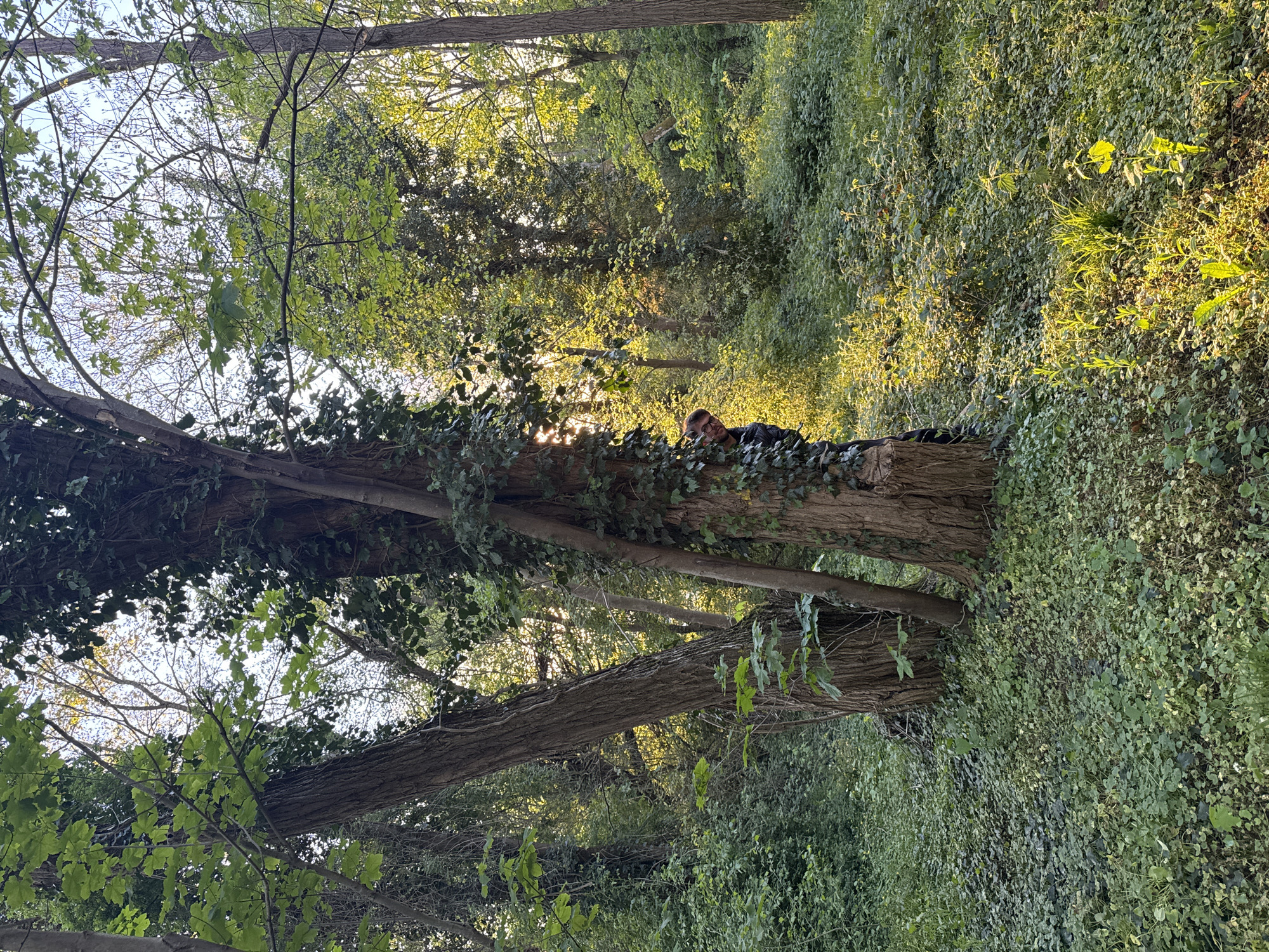 The image captures a sun-dappled woodland scene, characterized by dense, verdant foliage and tall trees. The setting is a forest or wooded area, with light filtering through the canopy.
In the mid-ground, a person, likely male and wearing glasses, is partially visible. They are positioned behind a tree trunk, peering out towards the right side of the frame, with only their head and upper torso visible. They appear to be observing or resting within the natural environment, dressed in dark clothing.
The foreground and mid-ground feature several prominent tree trunks, many of which are heavily draped with climbing ivy, adding to the overgrown appearance. The ground and lower levels of the forest are thickly carpeted with a variety of green plants, including extensive patches of ivy and other ground cover, all bathed in natural light.
The time of day appears to be either early morning or late afternoon, as warm, golden sunlight streams horizontally through the trees, creating bright highlights on the foliage and casting long shadows. The overall atmosphere is one of tranquility and immersion in nature. The sky, glimpsed through the branches, suggests clear weather. No visible text is present in the image. This scene is located in Bures-sur-Yvette, France.