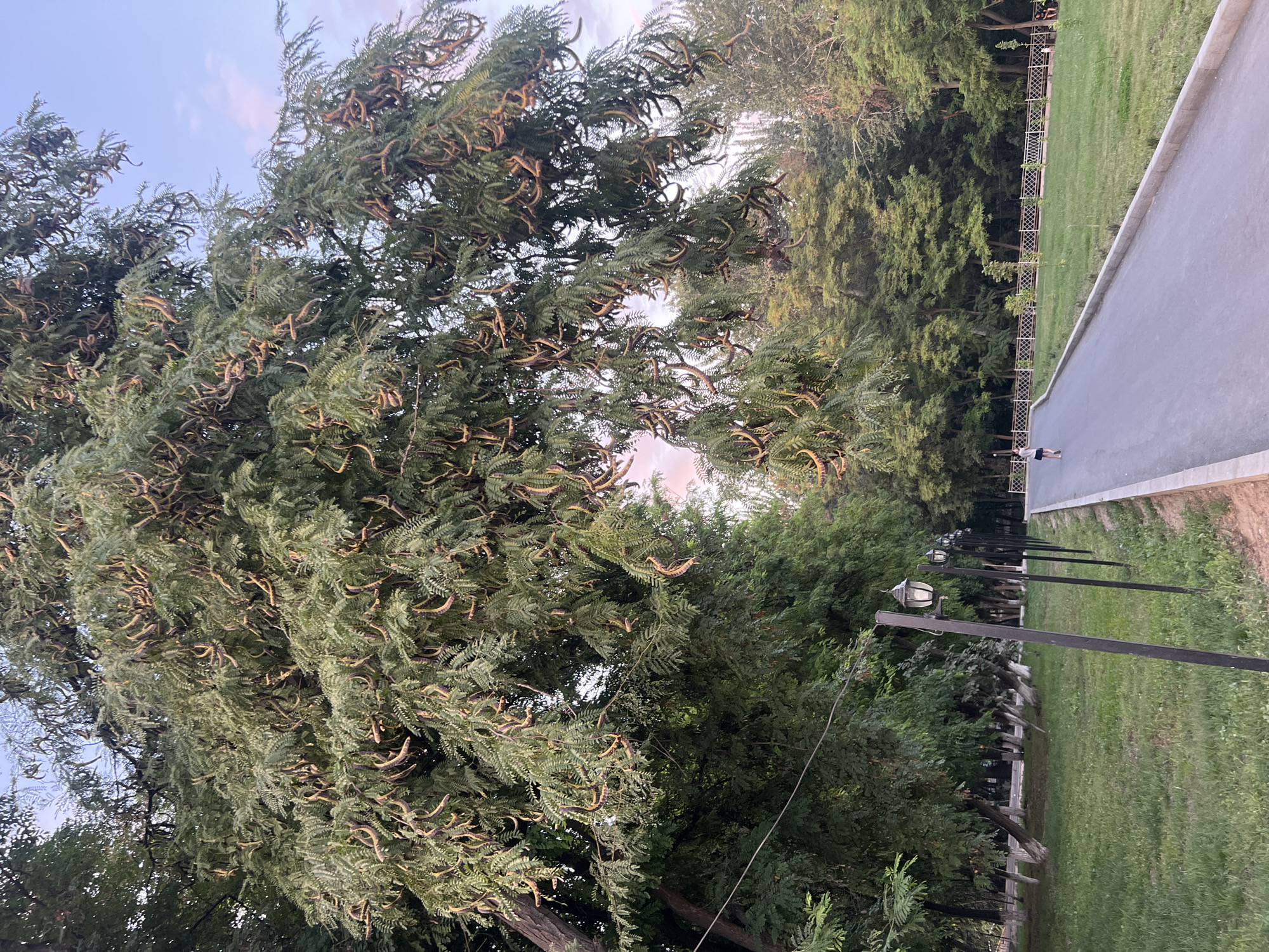 A park in Osh City, Kyrgyzstan, features a large tree with numerous seed pods hanging from its branches. A paved path runs through the park, lined with lampposts on the left and a grassy area with trees on the right. A lone figure, appearing to be a child in a skirt and top, walks away from the camera on the path. The sky above is a soft blue with hints of pink, suggesting dusk. The overall scene is serene and suggests a peaceful evening in the park.