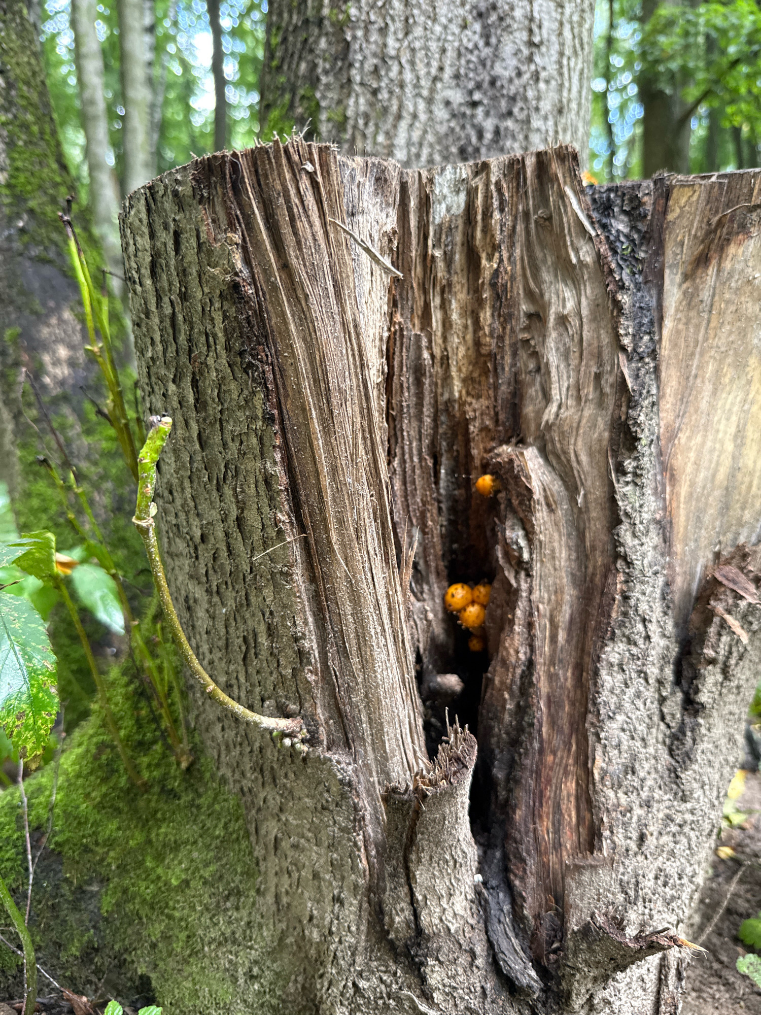 This is a close-up, eye-level, outdoor, full shot of a decaying tree stump. The stump is rough, with visible cracks and fissures. Inside one of these cracks, nestled among the wood, are several small, bright orange, rounded objects, possibly berries or fungi. The stump is surrounded by lush green foliage and moss, with out-of-focus trees and a bright sky visible in the background, suggesting a wooded area. The lighting is natural, with dappled sunlight filtering through the trees. The image appears to have been taken in a natural environment, such as a forest or park. There are no people or animals visible in the image. The location is specified as Rusanovo, Russia.