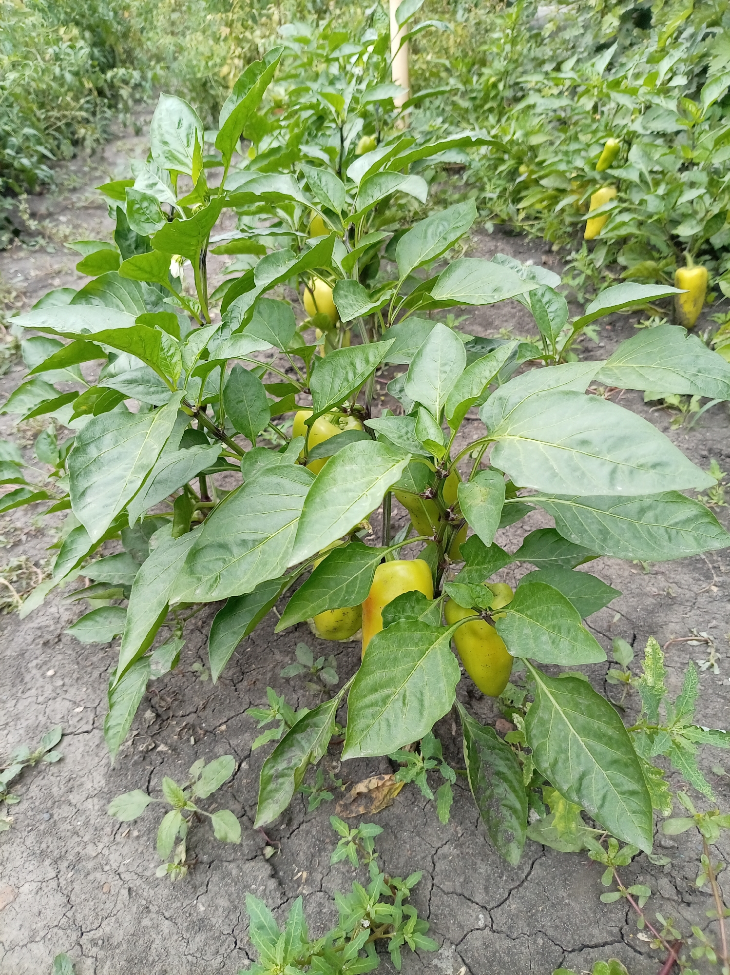 A close-up, eye-level, outdoor, vertical, full shot captures a vibrant green pepper plant with ripening yellow peppers growing in cracked, dry soil. The pepper plant, centered and in focus, exhibits broad, glossy green leaves and several yellow peppers in various stages of development. The background is softly blurred, revealing more pepper plants and vegetation, suggesting a garden or farm setting. The lighting is natural, indicating daytime conditions. The scene is located in Oktyabrsk, Russia.