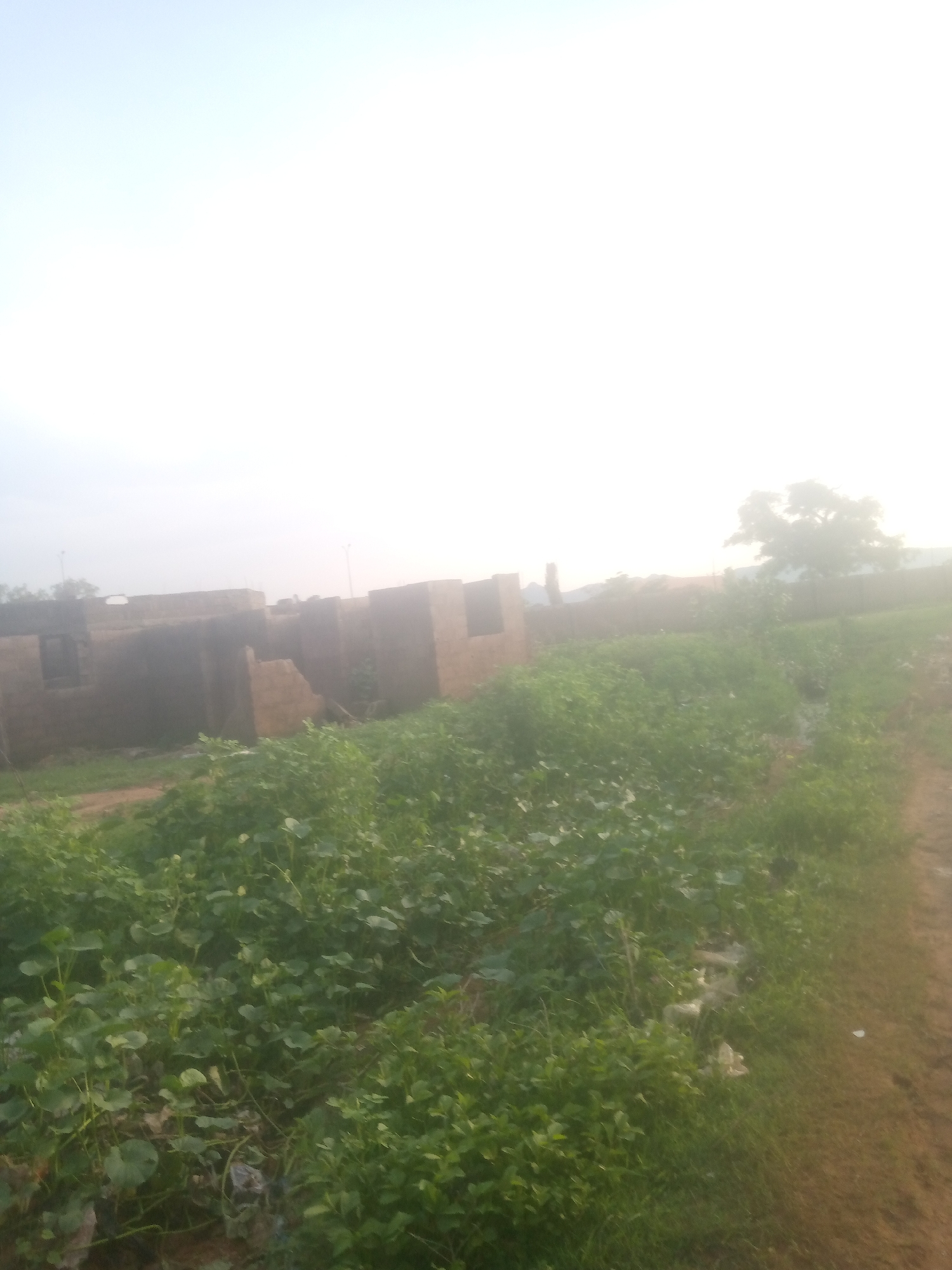 The image depicts an outdoor scene in a rural or developing area, likely on the outskirts of Jalingo, Nigeria, given the context provided. In the background, partially constructed brick buildings are visible, suggesting an ongoing construction project or abandoned structures. These buildings appear to be made of unplastered bricks and lack roofs and windows in most sections.
In the mid-ground and foreground, dense green vegetation, possibly crops or wild growth, dominates the scene. The plants are lush and appear to be thriving. There is a dirt path or unpaved road running along the right side of the image, bordered by the vegetation. The overall lighting suggests it is daytime, possibly early morning or late afternoon, with a bright, hazy sky. No people or animals are visible in the image, and there are no discernible actions or interactions taking place. The environment appears unkempt, with some visible debris or trash within the vegetation near the path. The scene conveys a sense of undeveloped or partially developed land.