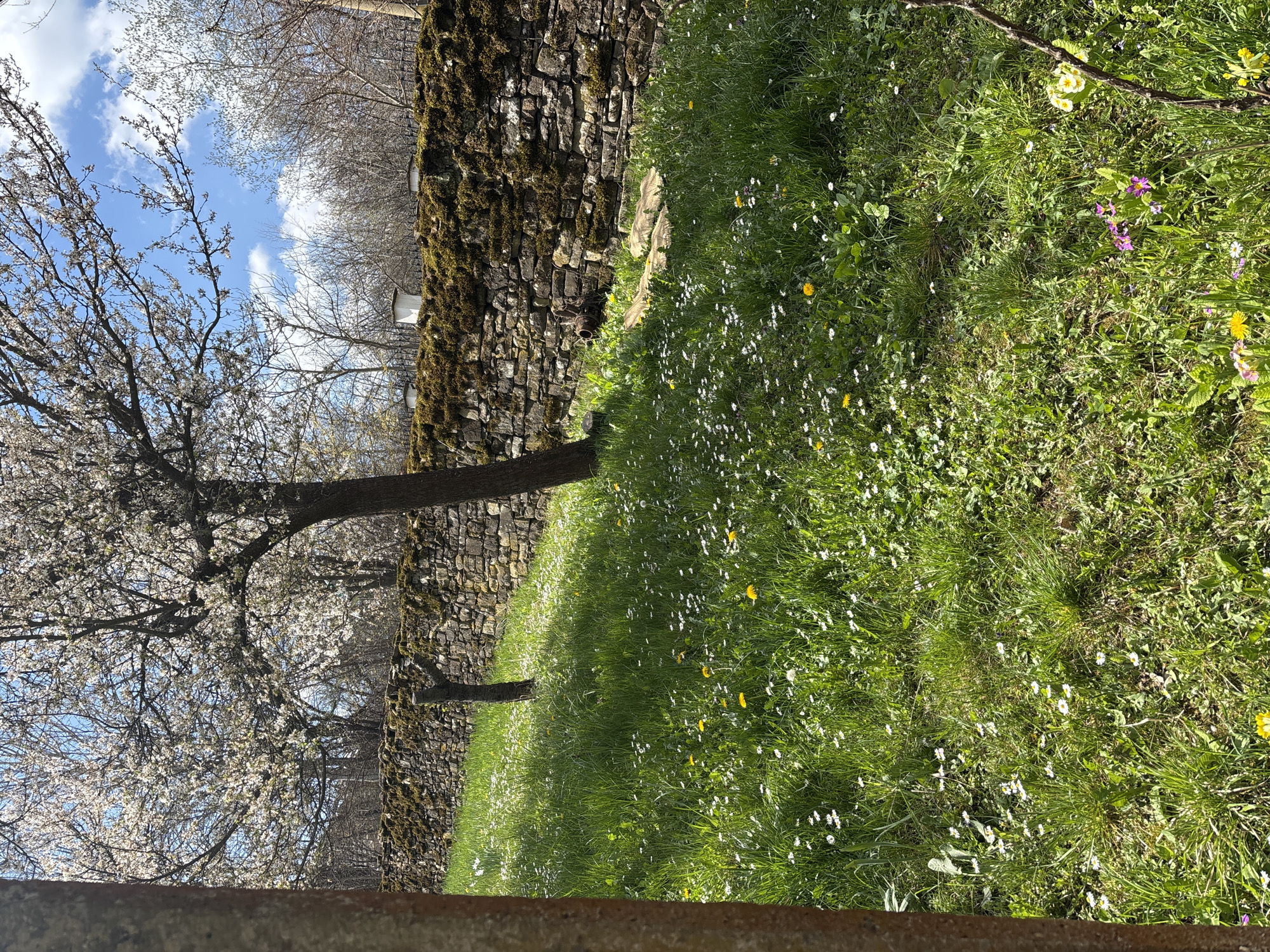 The image depicts a garden scene in Gorno Trape, Bulgaria. A stone wall, partially covered in moss, runs through the frame. In the foreground is a lawn with a mix of grass, daisies, dandelions, and other small flowering plants. A blossoming tree with white flowers stands to the left of the wall, partially obscuring it. The sky is visible through the tree branches and is blue with some clouds. In the background, there are additional trees with bare branches. A structure painted white is visible in the background. The photo is taken at ground level and is slightly rotated.