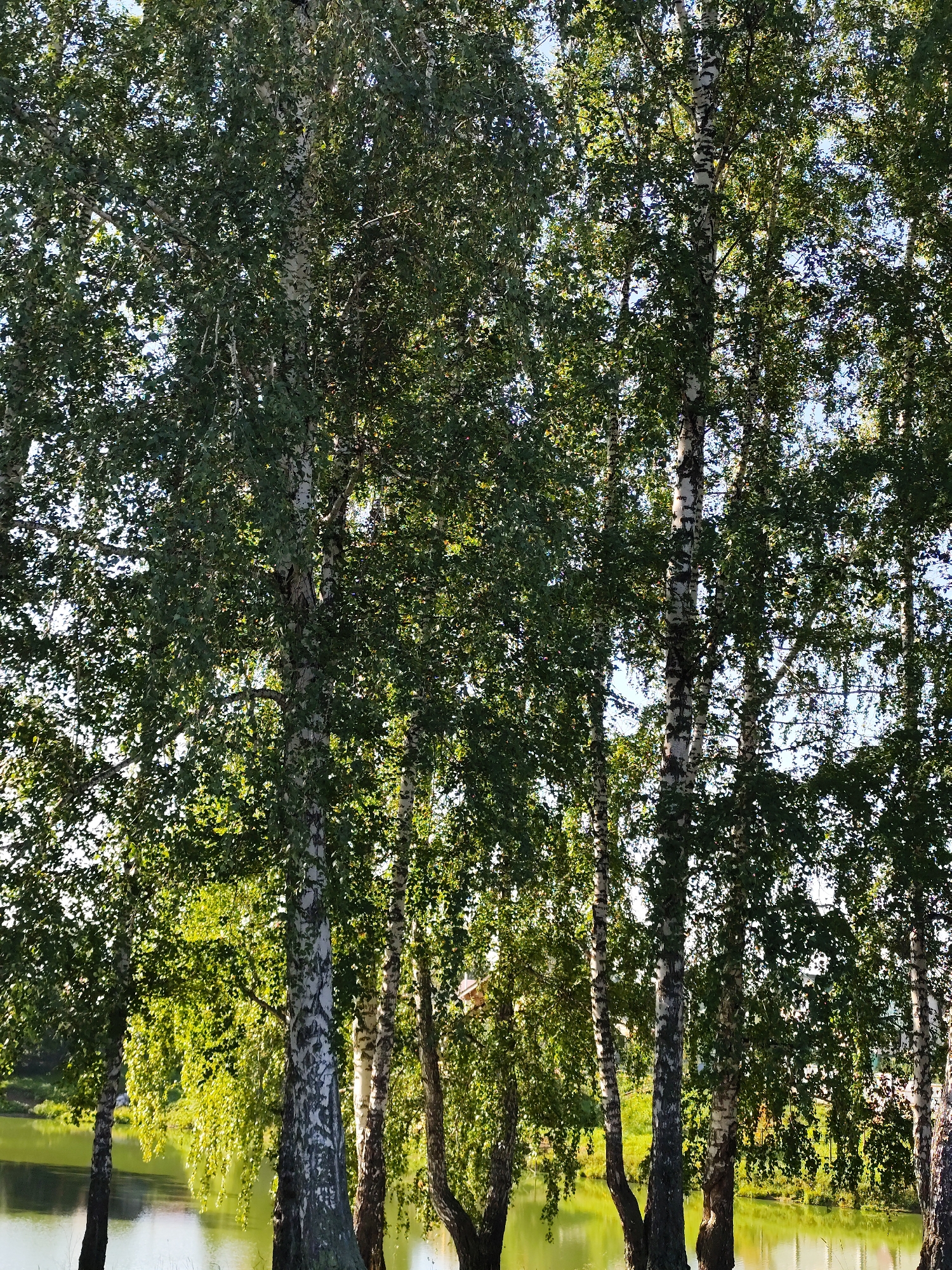 The image depicts a line of birch trees with their characteristic white and black bark, their branches laden with green leaves, casting shadows and dappling sunlight. In the background, a body of water, likely a lake or river, reflects the greenery and sky. The water's surface is calm, with subtle ripples indicating a gentle breeze. On the far bank of the water, a glimpse of a building with a roof is visible amidst the foliage, suggesting a rural or semi-rural setting. The sky above is a bright, clear blue. The scene evokes a peaceful, natural environment, possibly a park or a scenic spot near the settlement of Барлакский in Russia, known for its natural landscapes and proximity to water bodies. There are no people or animals visible in the frame.