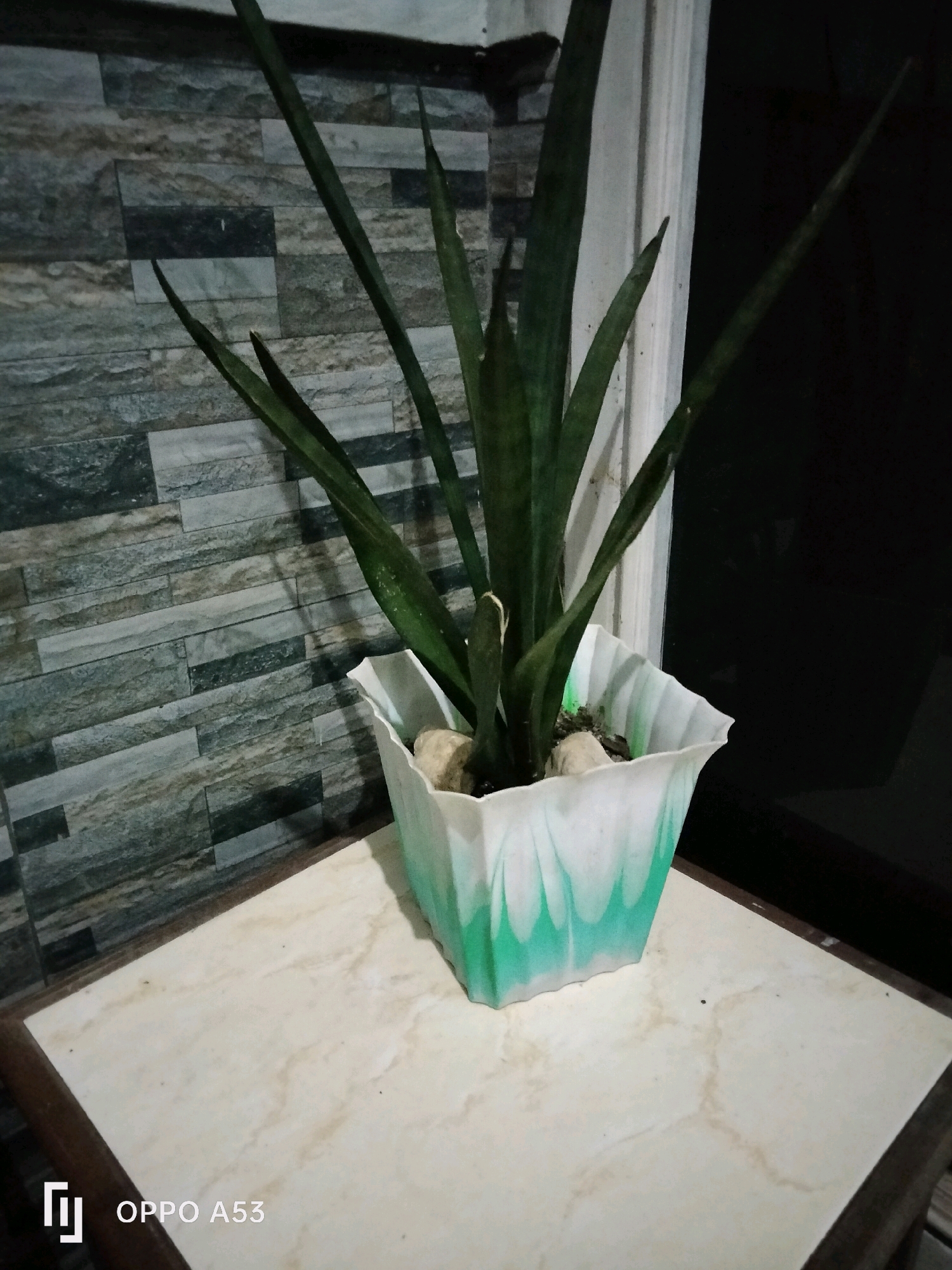 A potted snake plant sits on a marble-patterned table against a stone-tiled wall. The plant has long, green, sword-like leaves and is in a white and green patterned pot. A few small stones are visible on top of the soil. The background consists of a textured stone wall, a white door frame, and a dark, out-of-focus area, possibly indicating an outdoor or dimly lit indoor space. The bottom left corner of the image contains the text "OPPO A53". The scene is likely indoors or on a covered patio in Trenggalek, Indonesia, given the presence of the phone's branding, which is a common feature on phones manufactured in or for the Indonesian market.