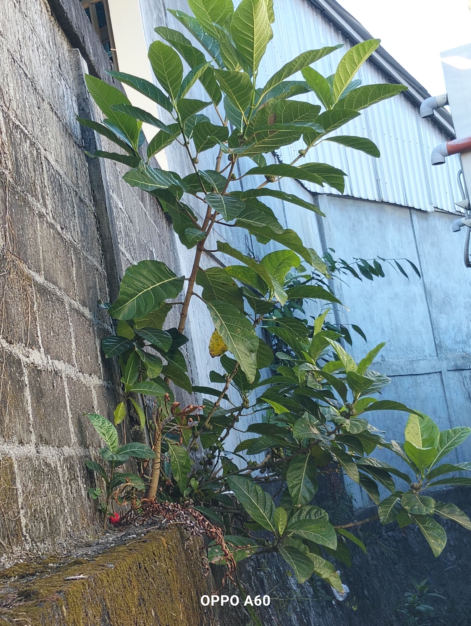 A ficus tree grows against a concrete wall in North Kuta, Indonesia. The tree has large, green leaves and small, green fruits. The wall is made of cinder blocks and is covered in moss. A corrugated metal roof is visible in the background. The image was taken during the day.