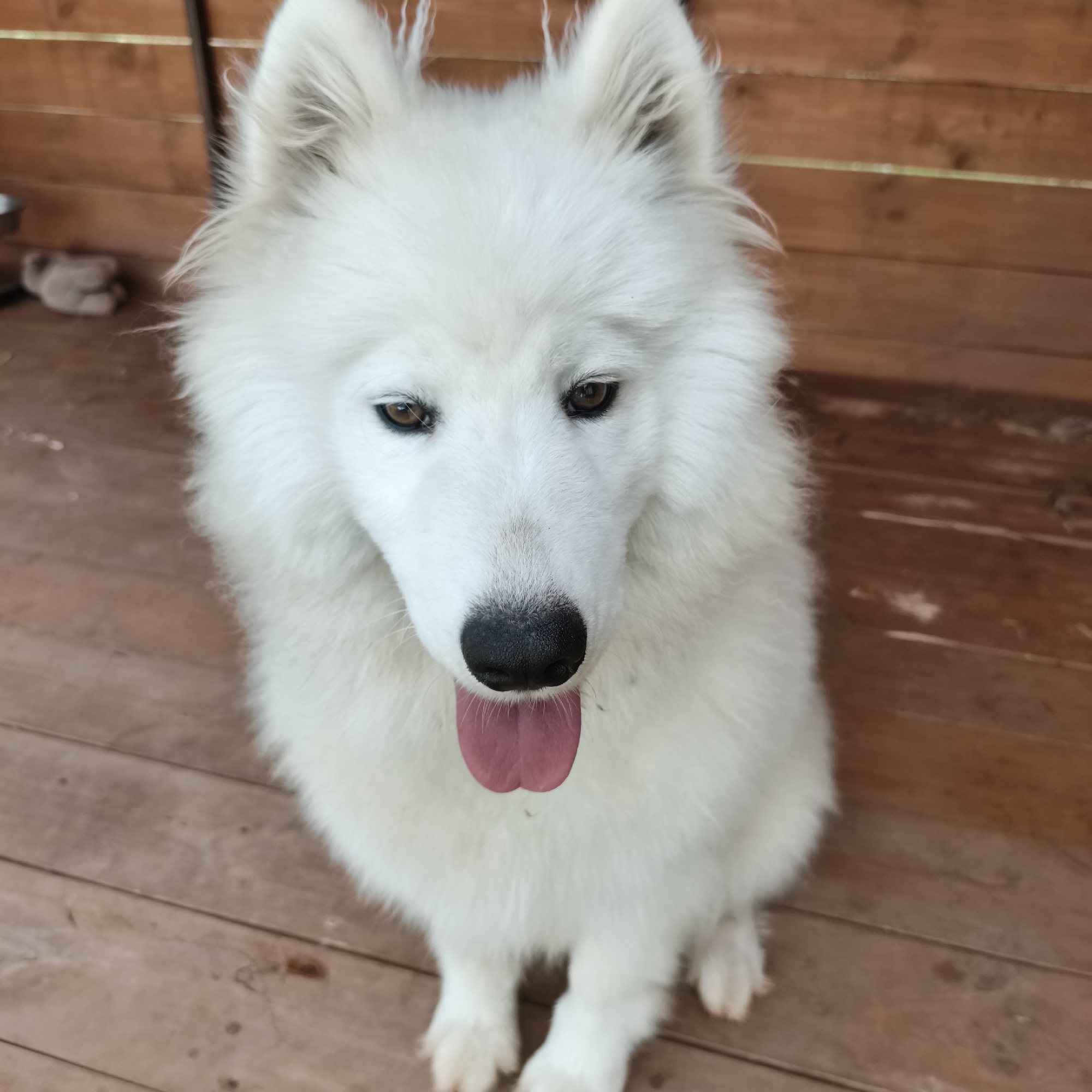 A white fluffy dog is sitting on a wooden deck. The dog has dark brown eyes and a black nose with its pink tongue hanging out. The dog is facing forward and looking at the camera. The background is a wooden fence. There are no people in the image. The image appears to have been taken outdoors in daylight. There is no information in the image that could indicate the location in the city of Chaikovsky, Russia.